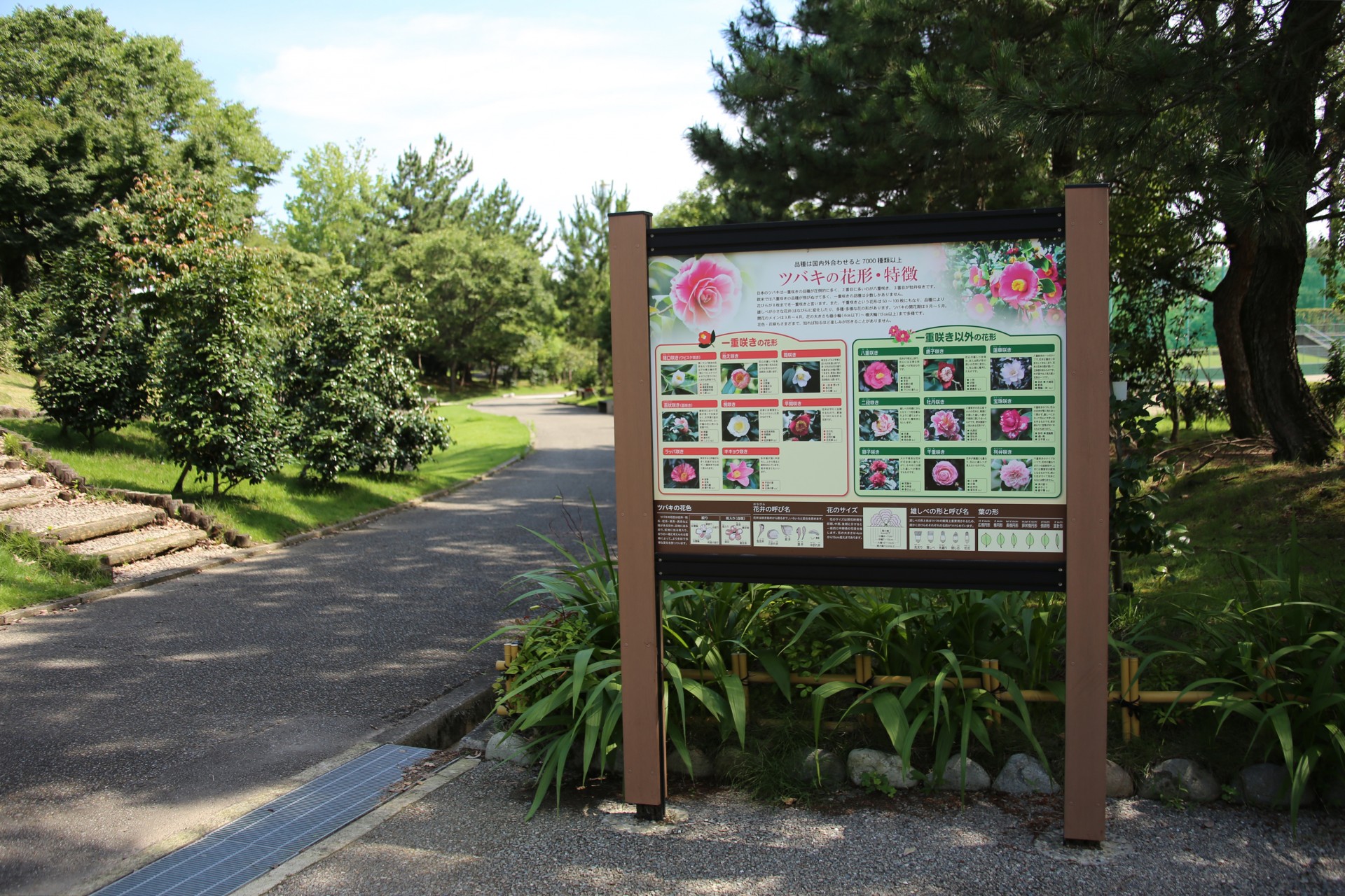 野々市中央公園ツバキの案内看板