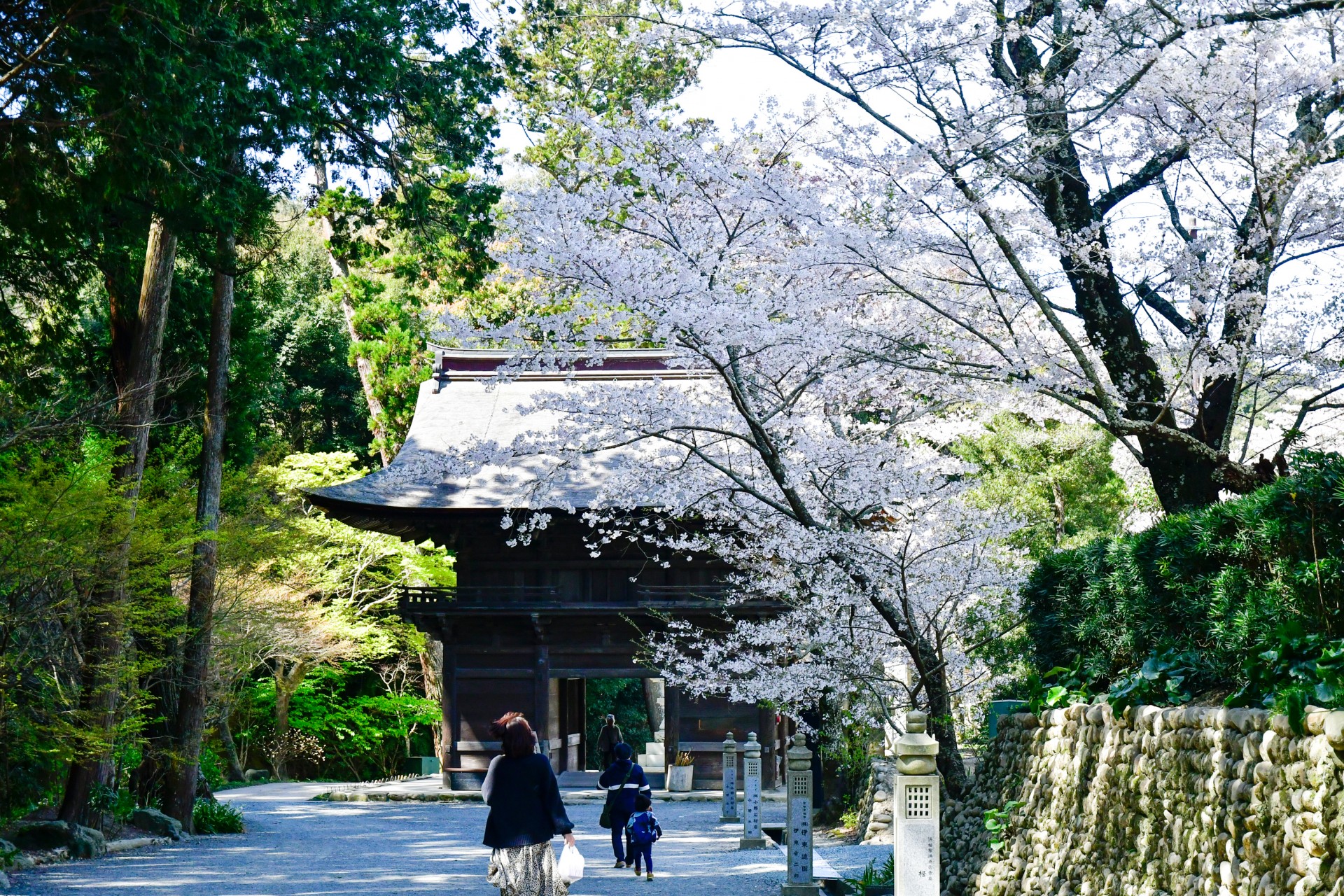 法多山の桜