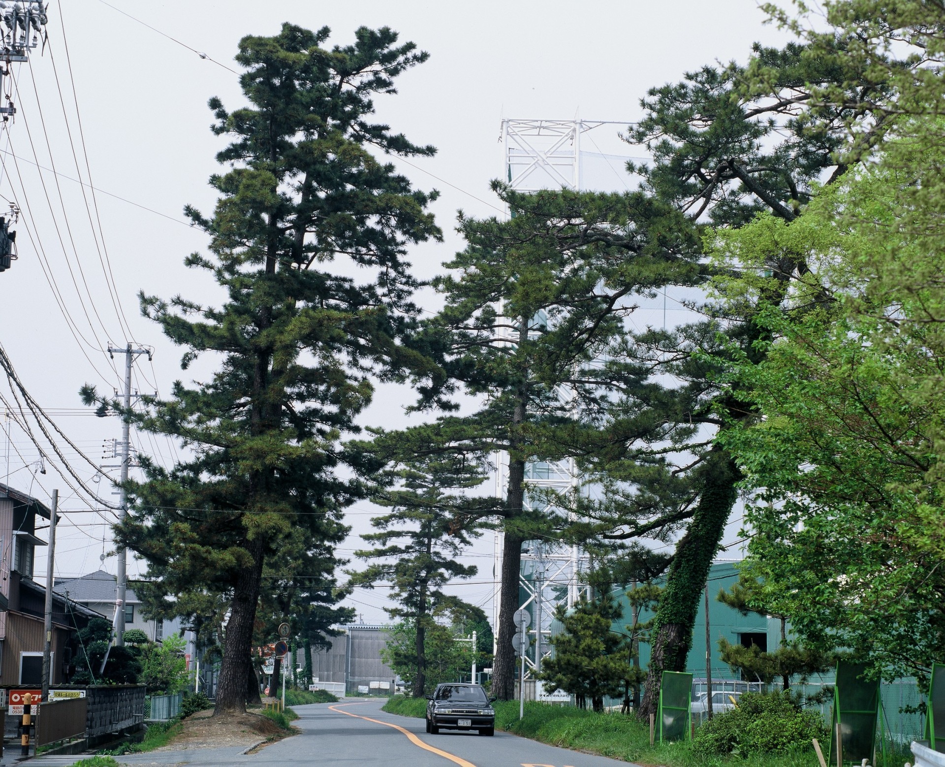 旧東海道松並木