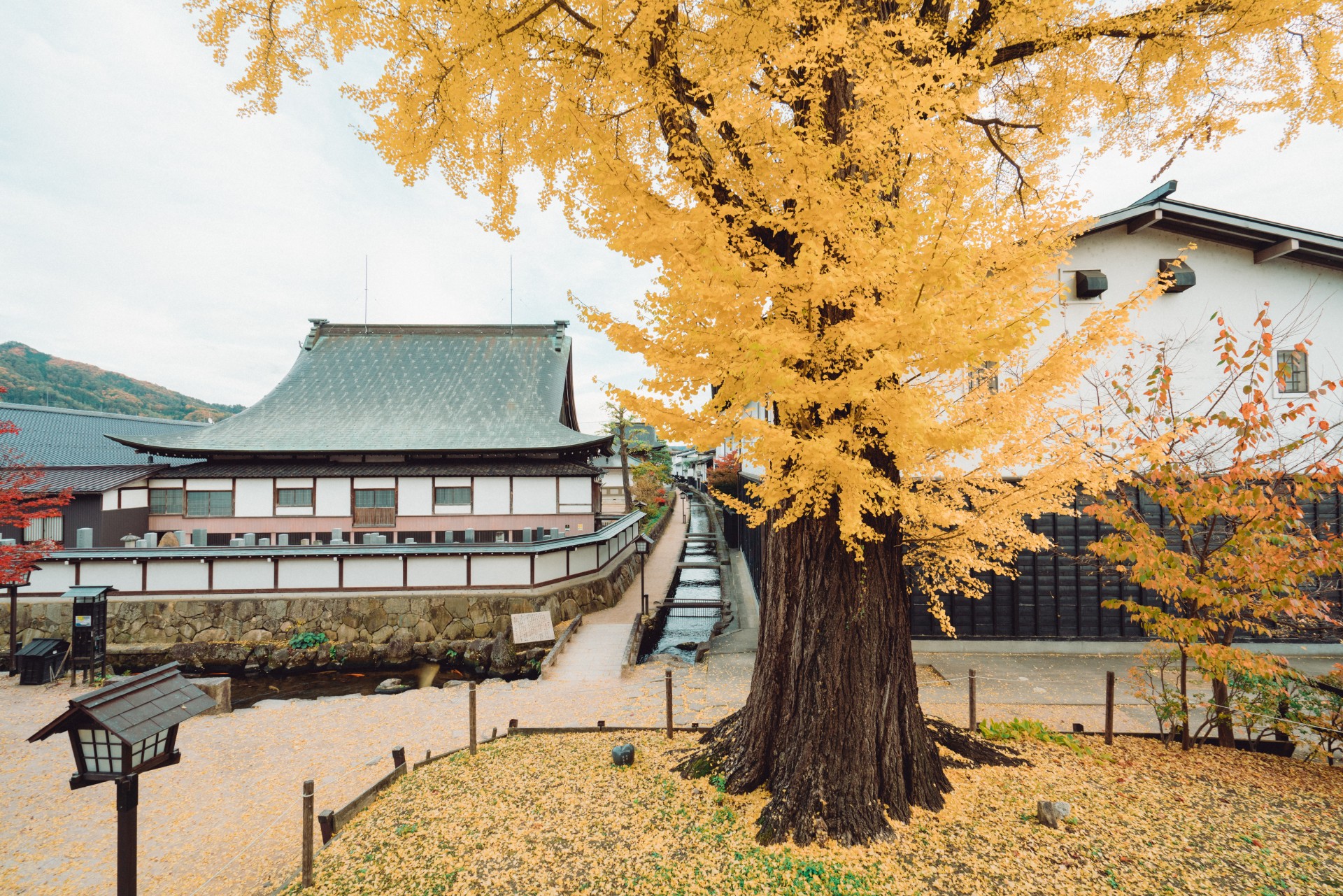 福全寺跡の大イチョウ