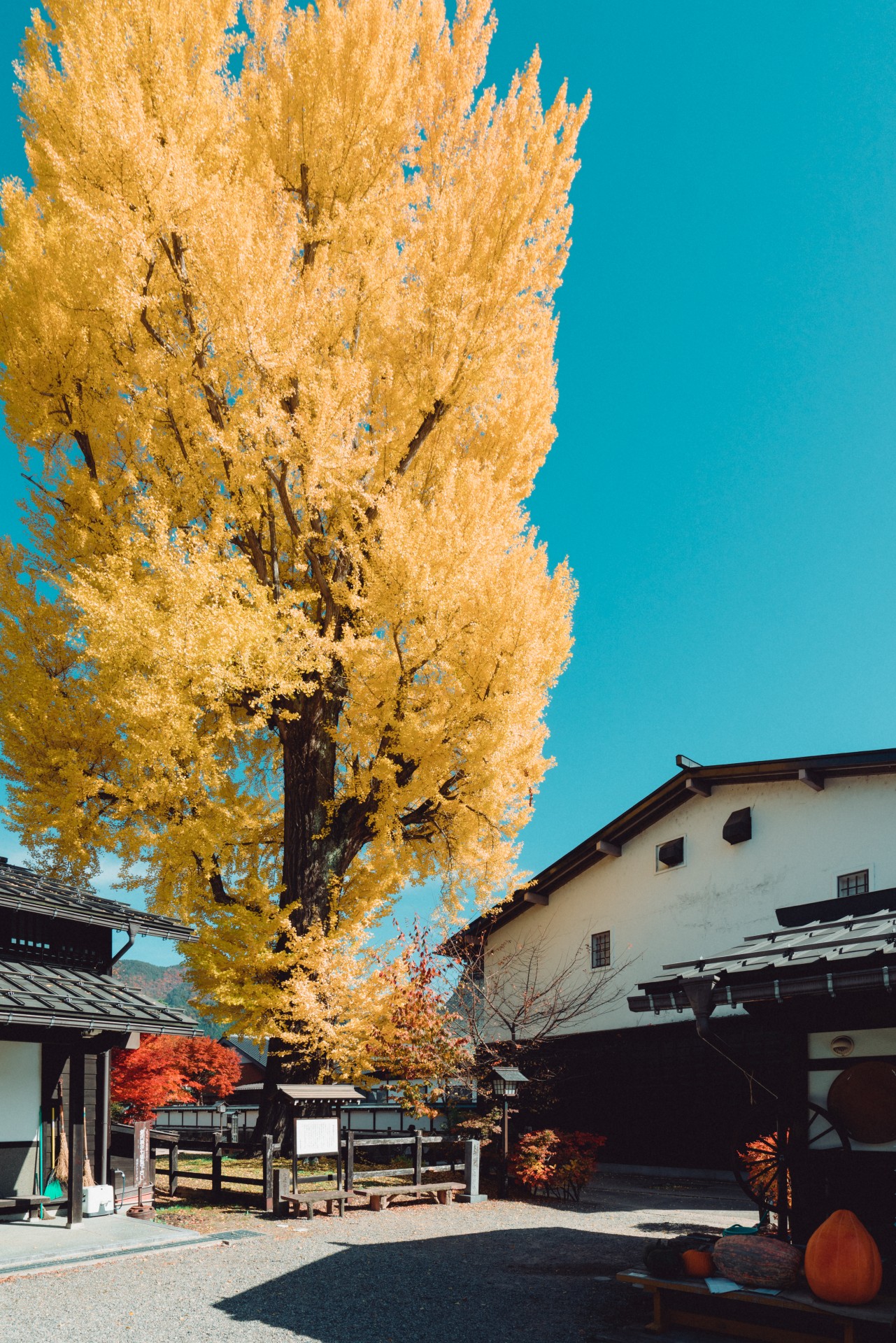 福全寺跡の大イチョウ