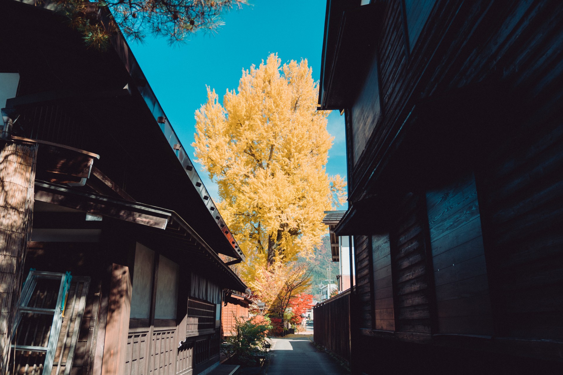 福全寺跡の大イチョウ