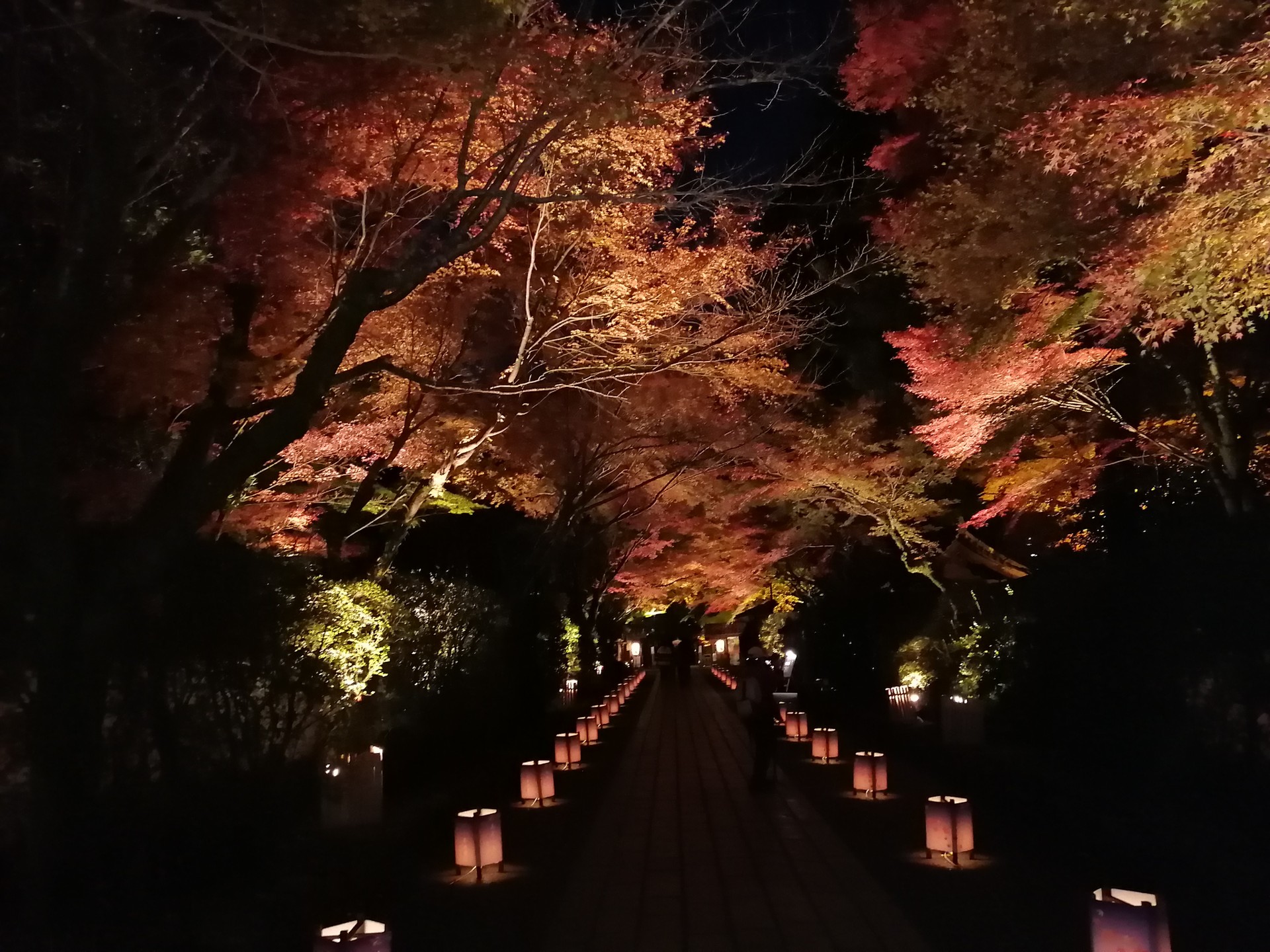 紅葉の石山寺ライトアップ