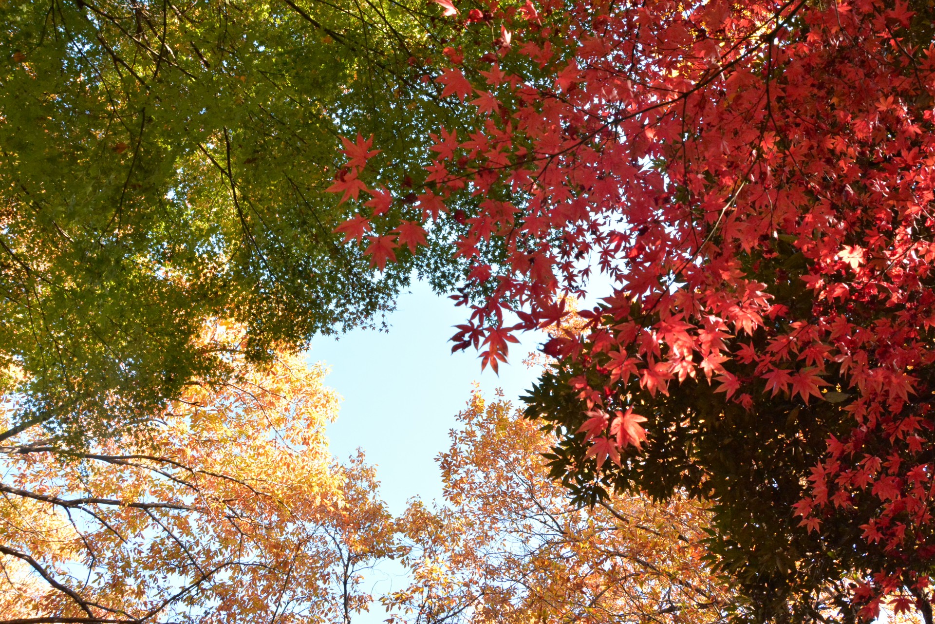 名主の滝公園_秋5