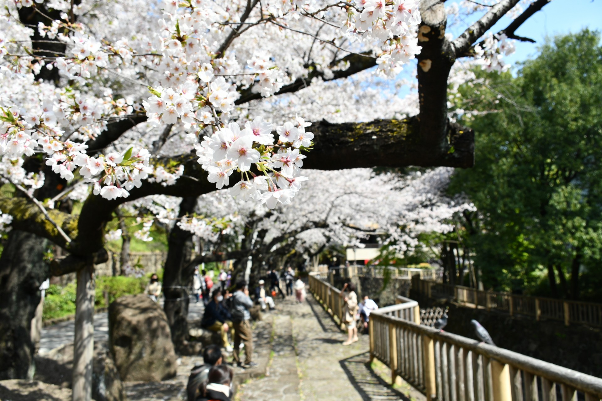 音無親水公園_桜4