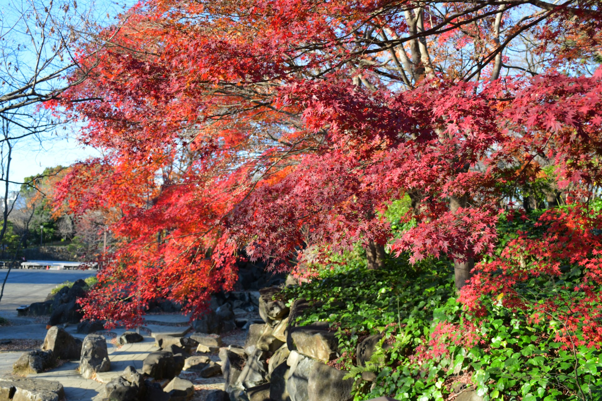 飛鳥山公園_秋9