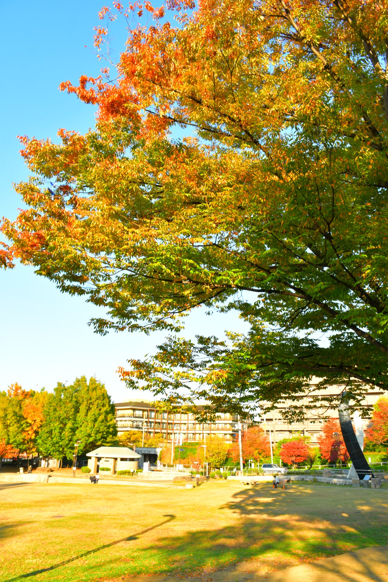 清水坂公園_秋2