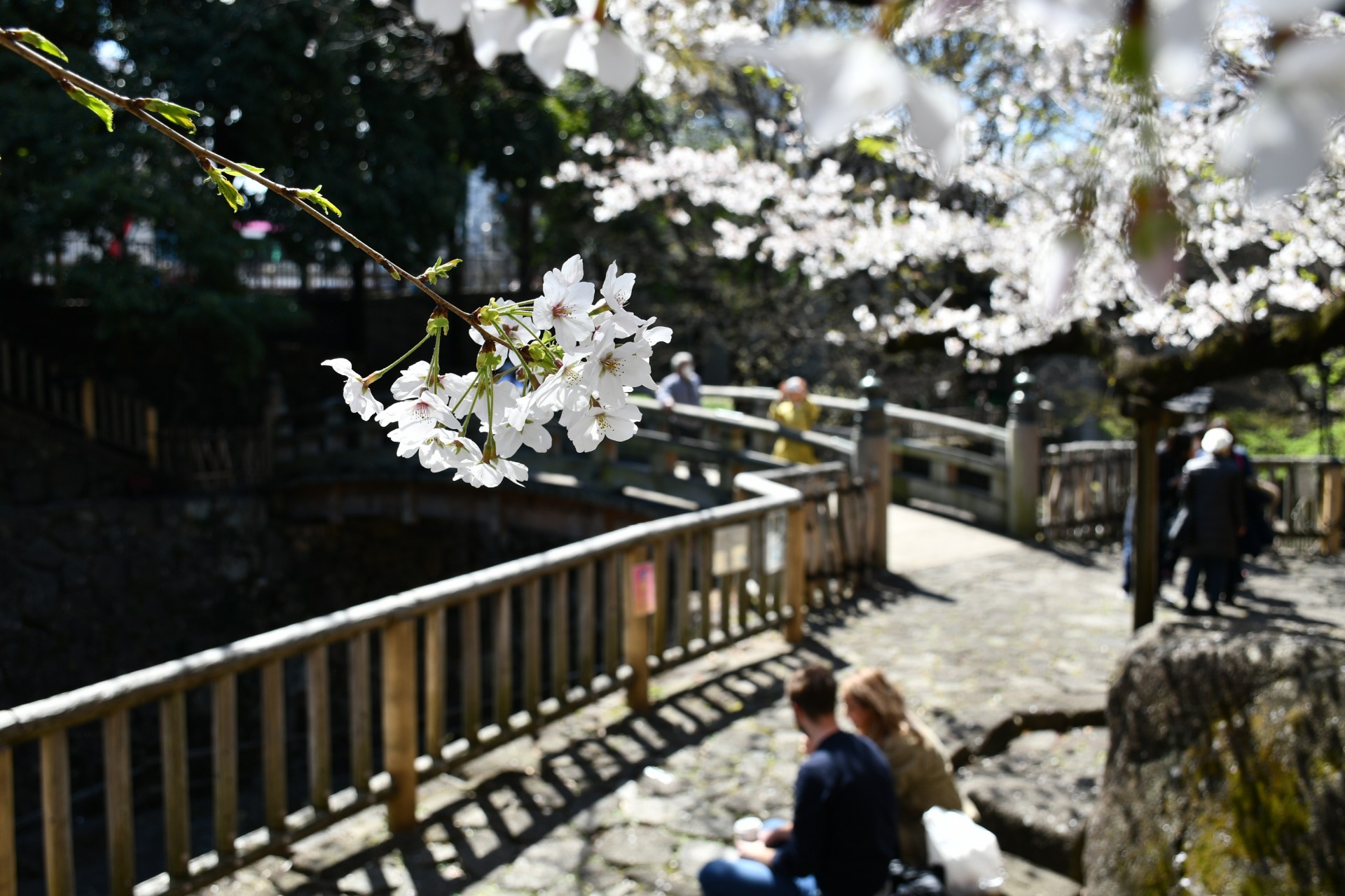 音無親水公園_桜3