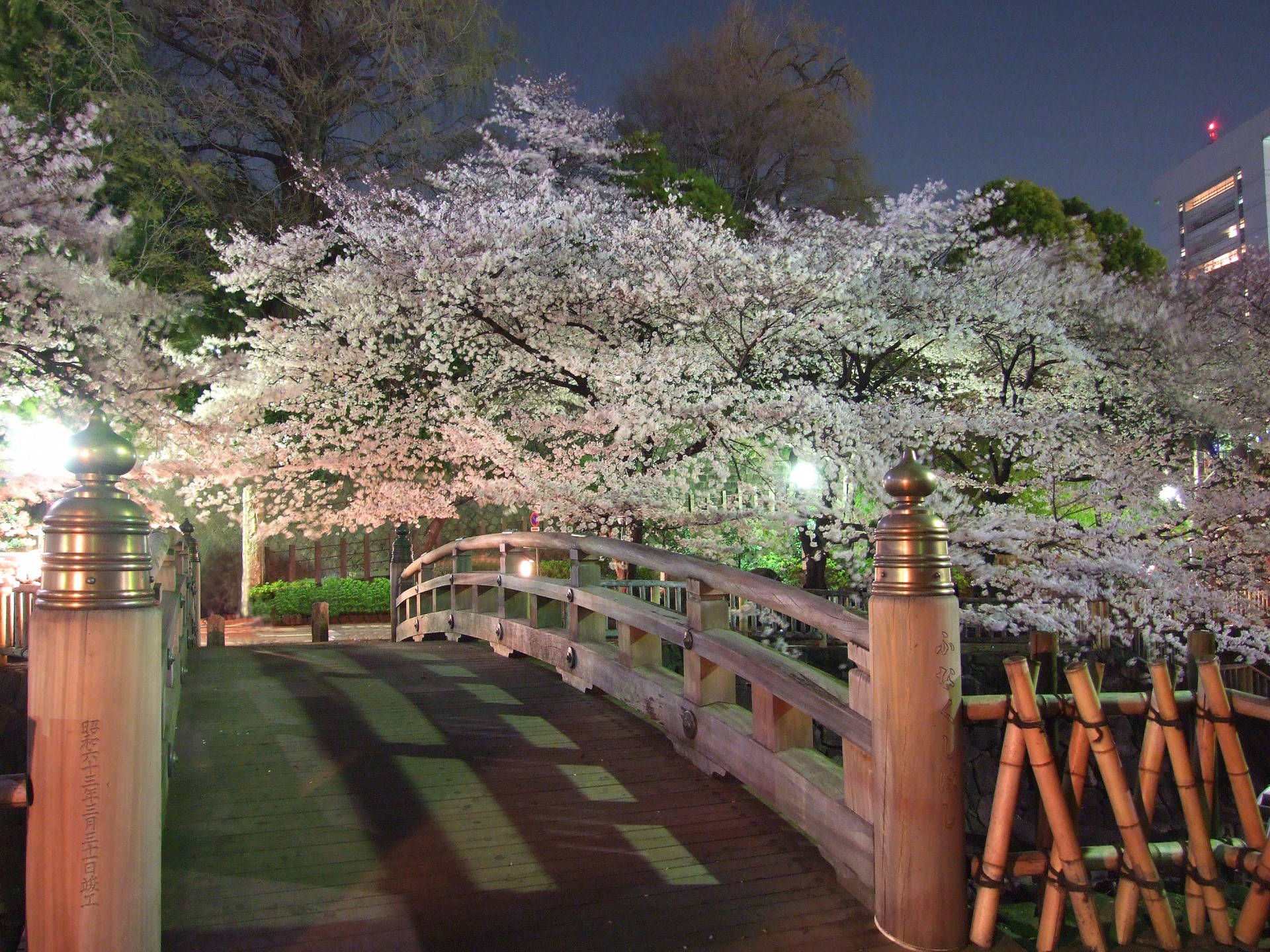 音無親水公園_桜5