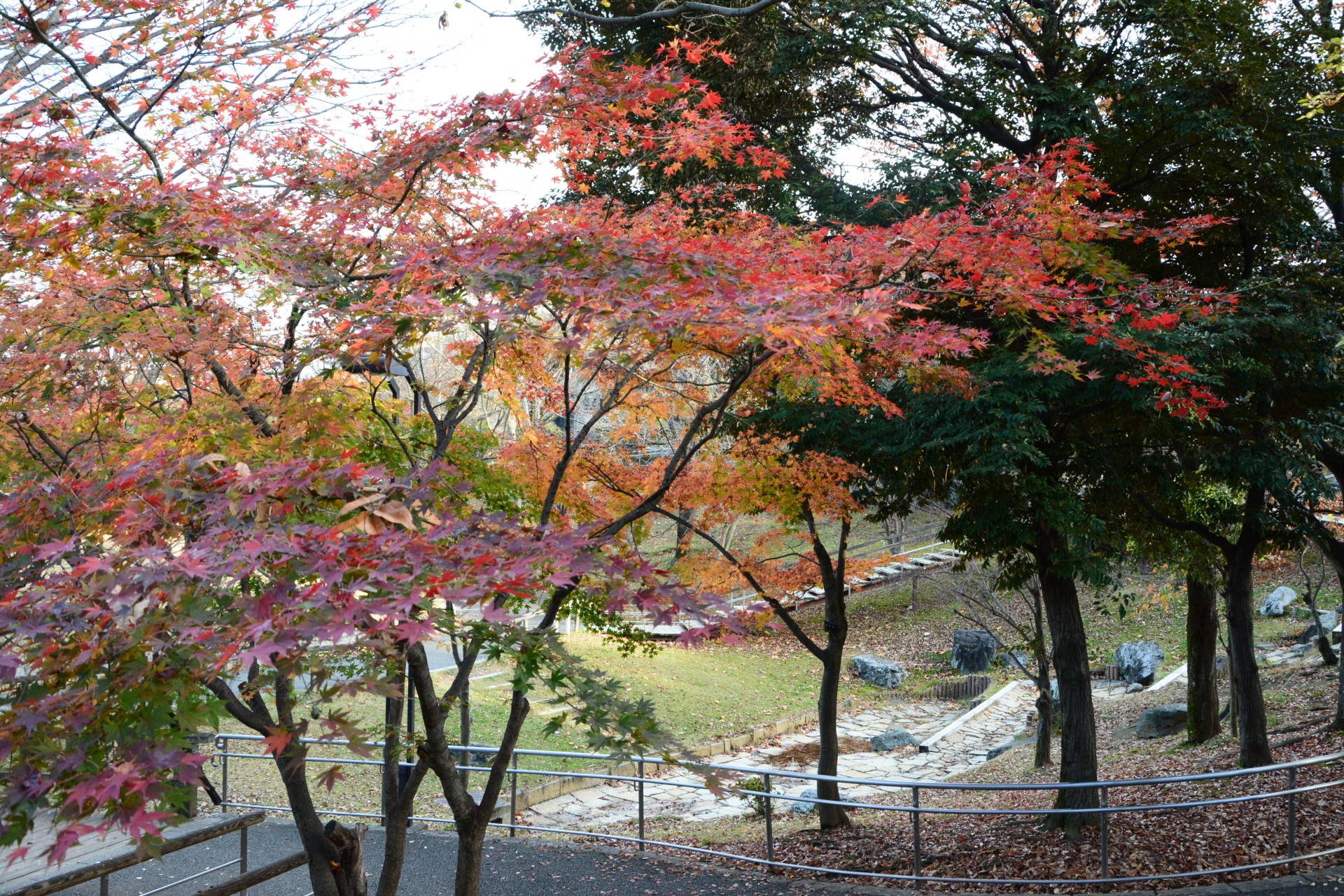 清水坂公園_秋7