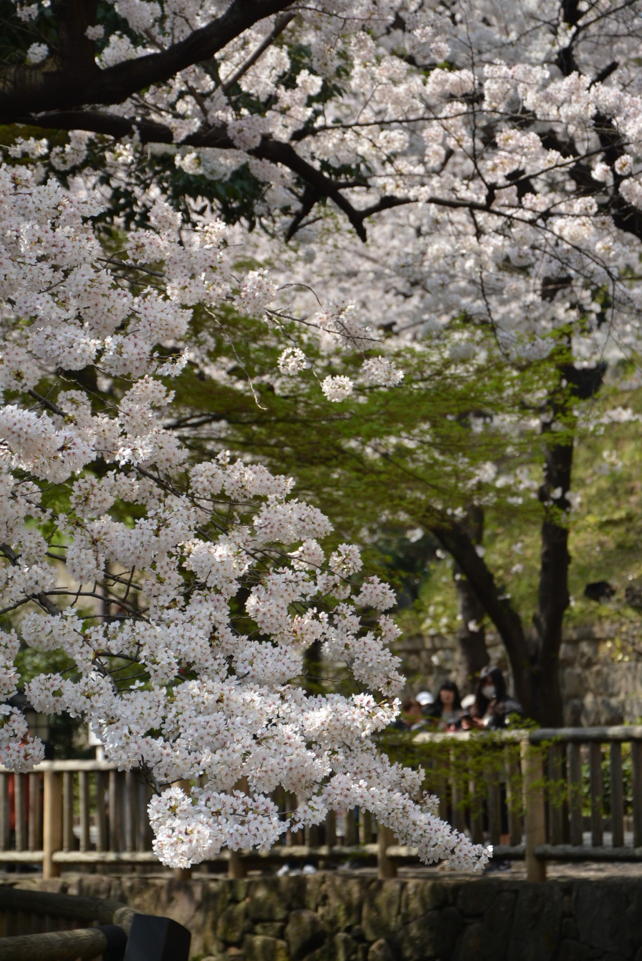 音無親水公園_桜7