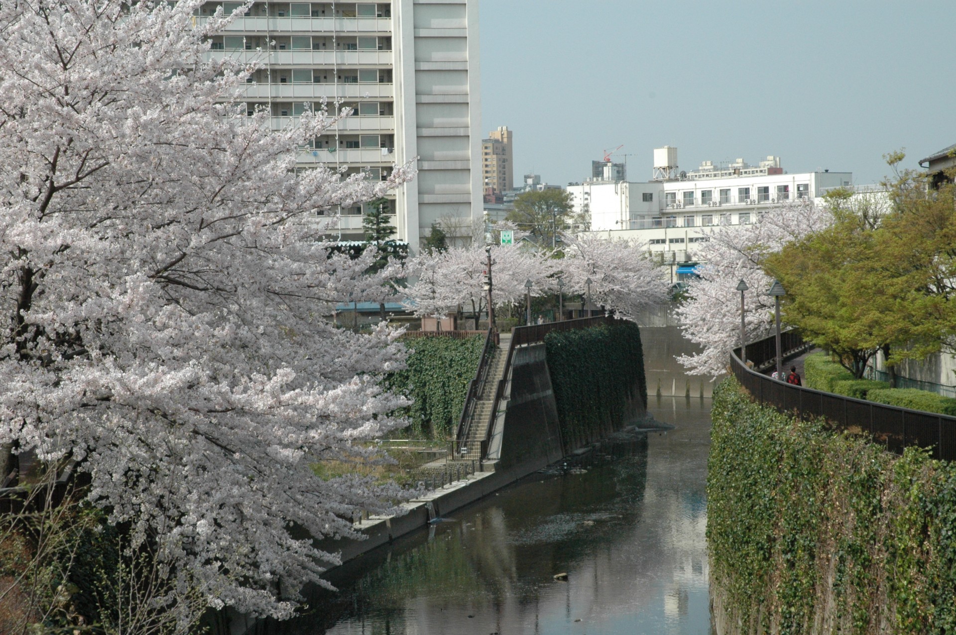 石神井川_桜10