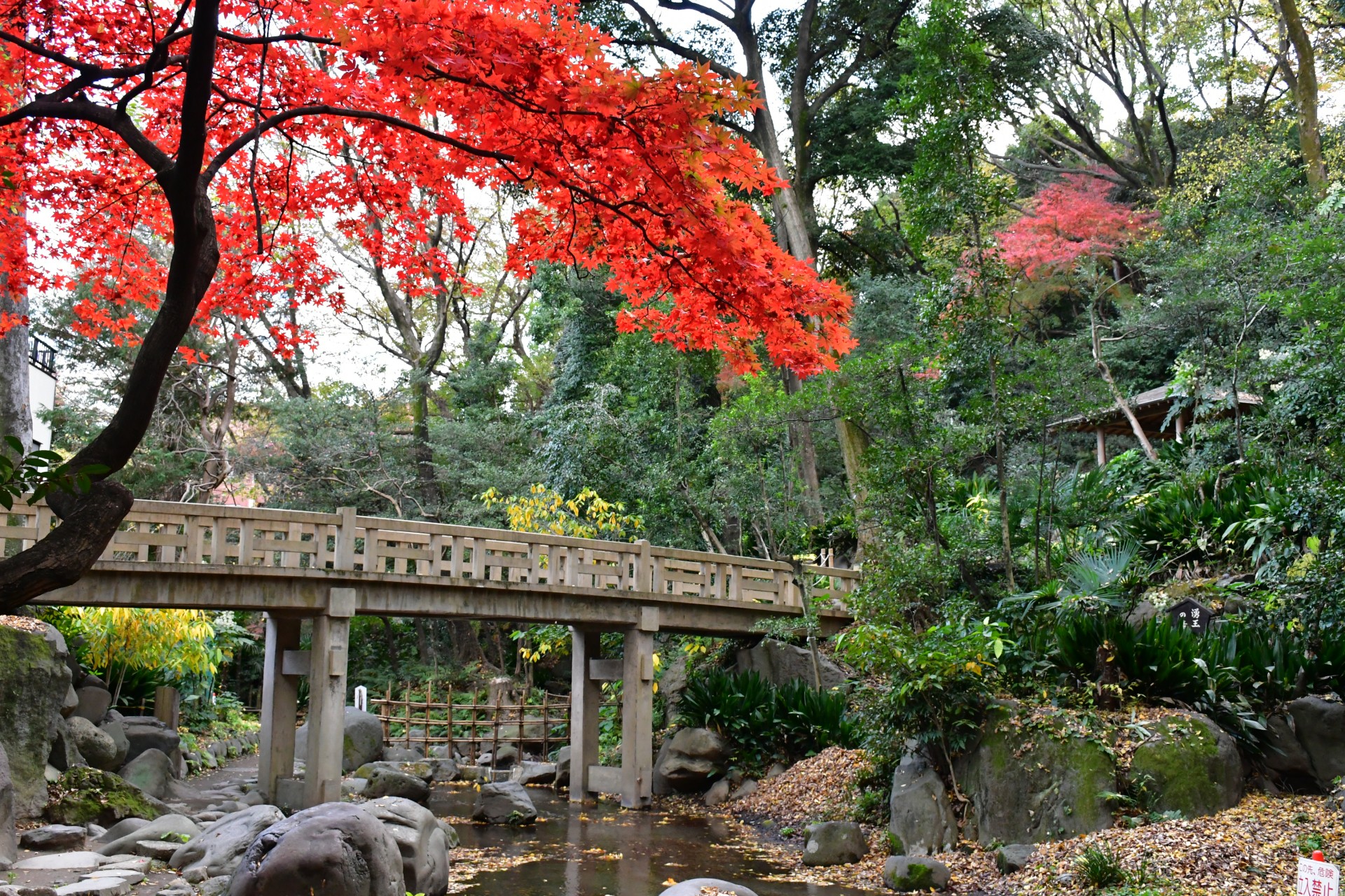 名主の滝公園_秋8