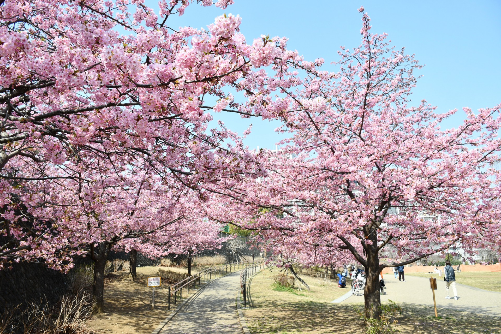 西ヶ原みんなの公園_河津桜3