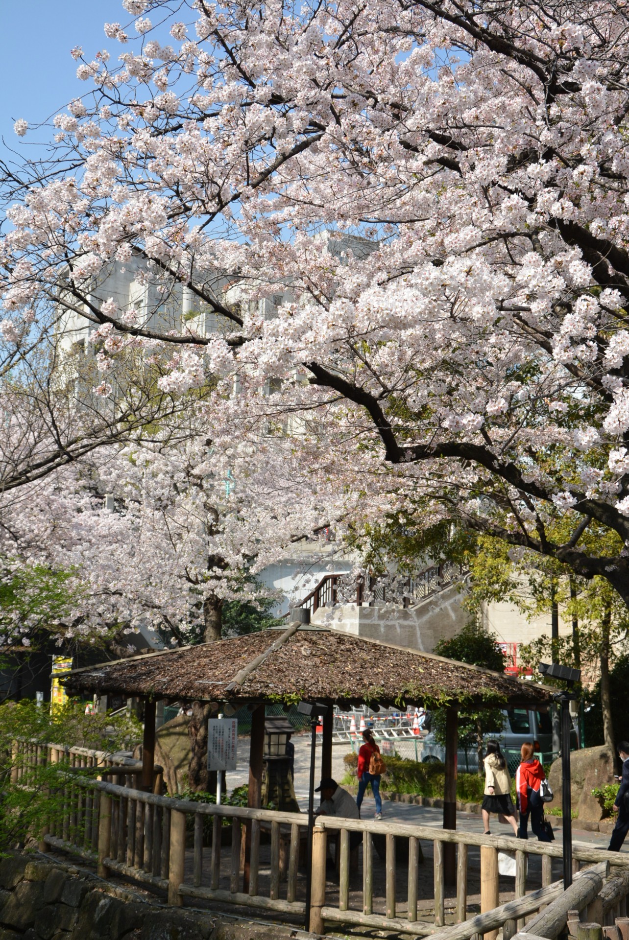 音無親水公園_桜8