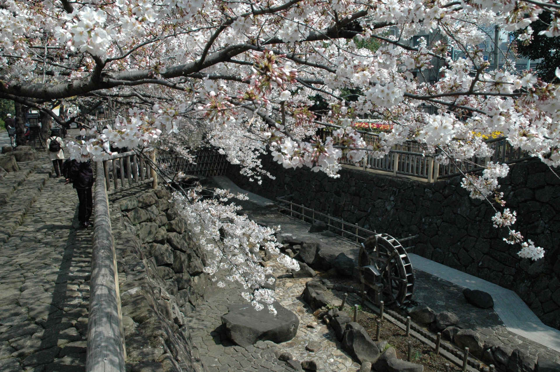 音無親水公園_桜1