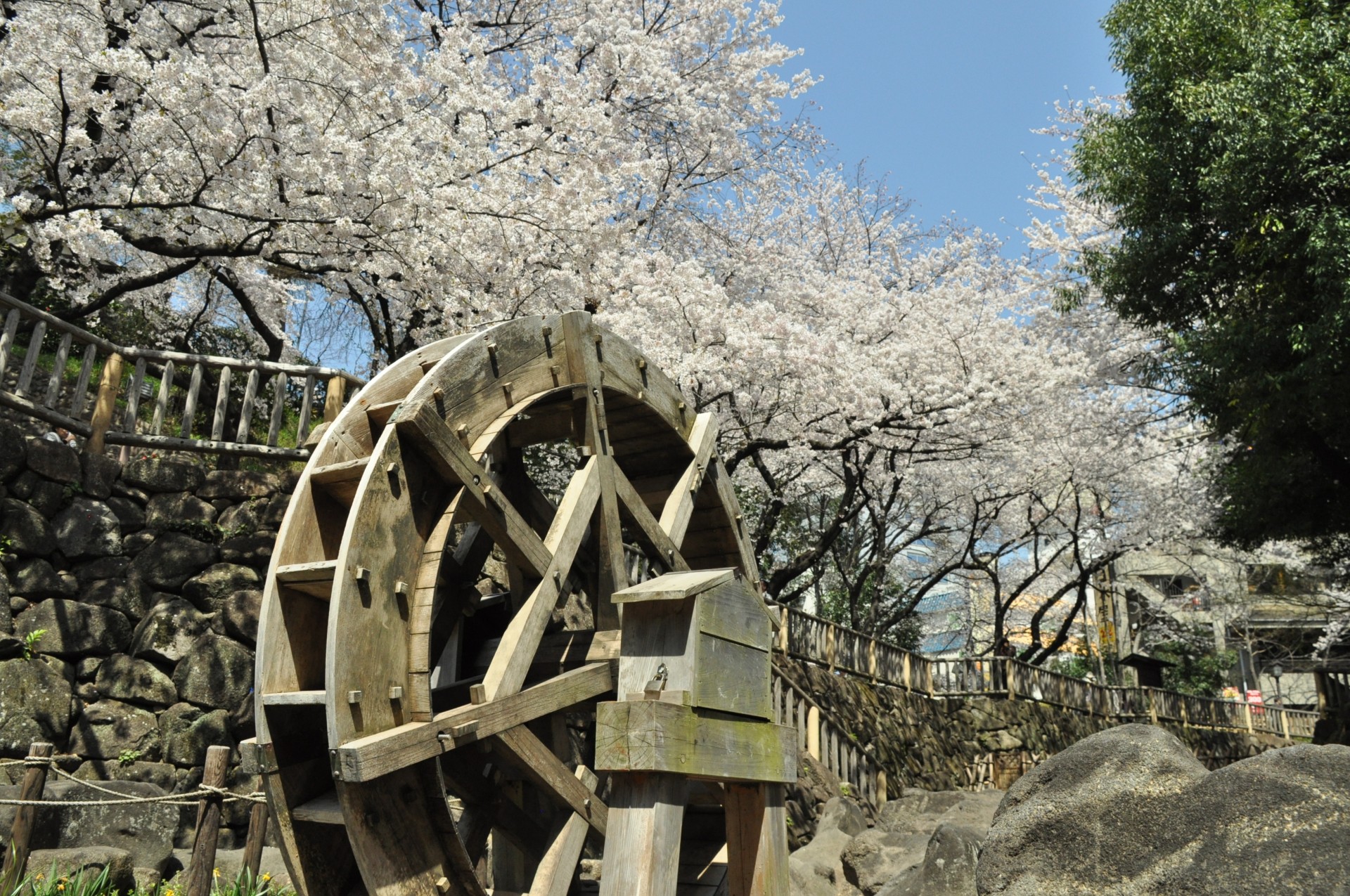 音無親水公園_桜2