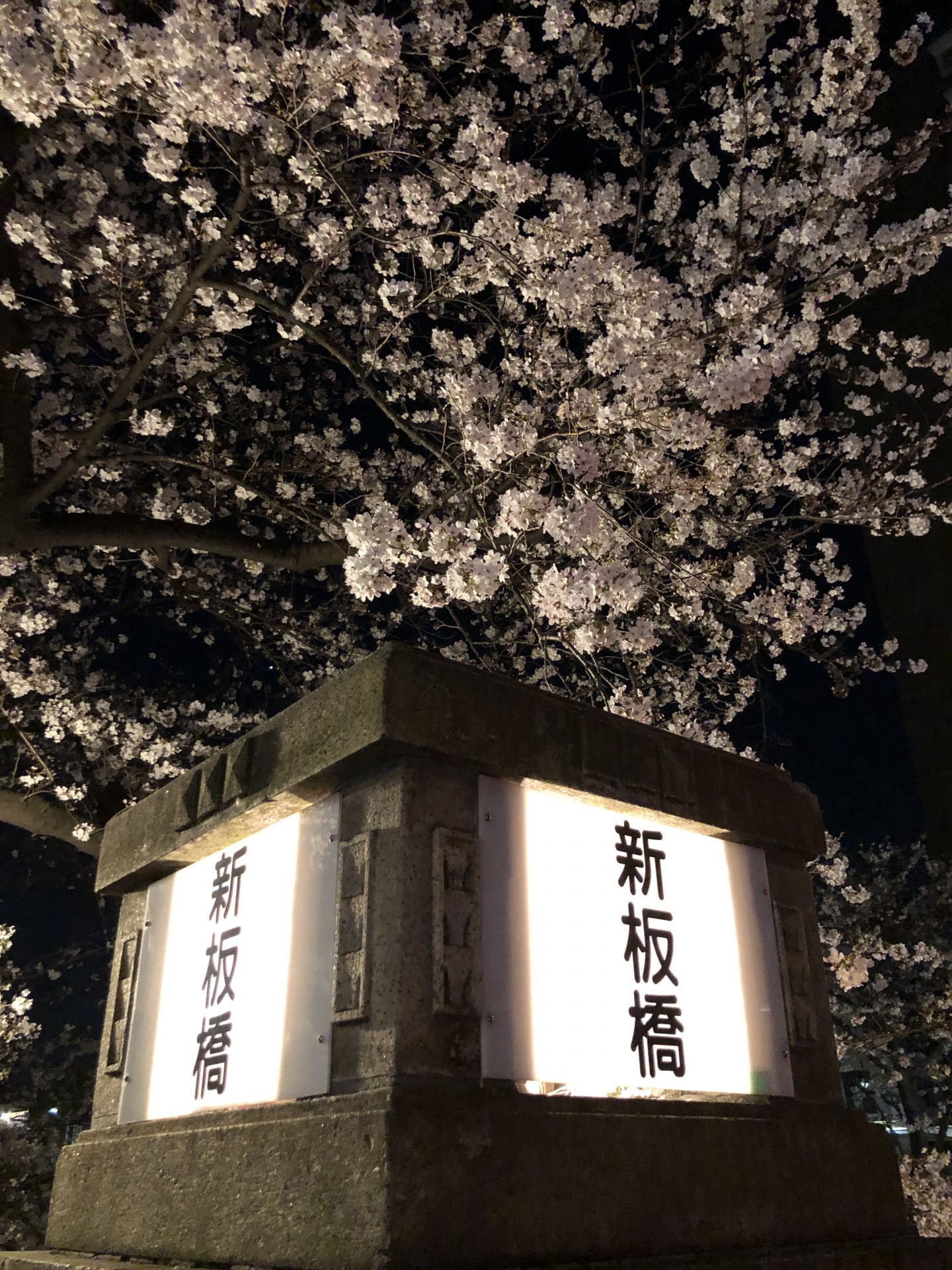 新板橋の夜桜