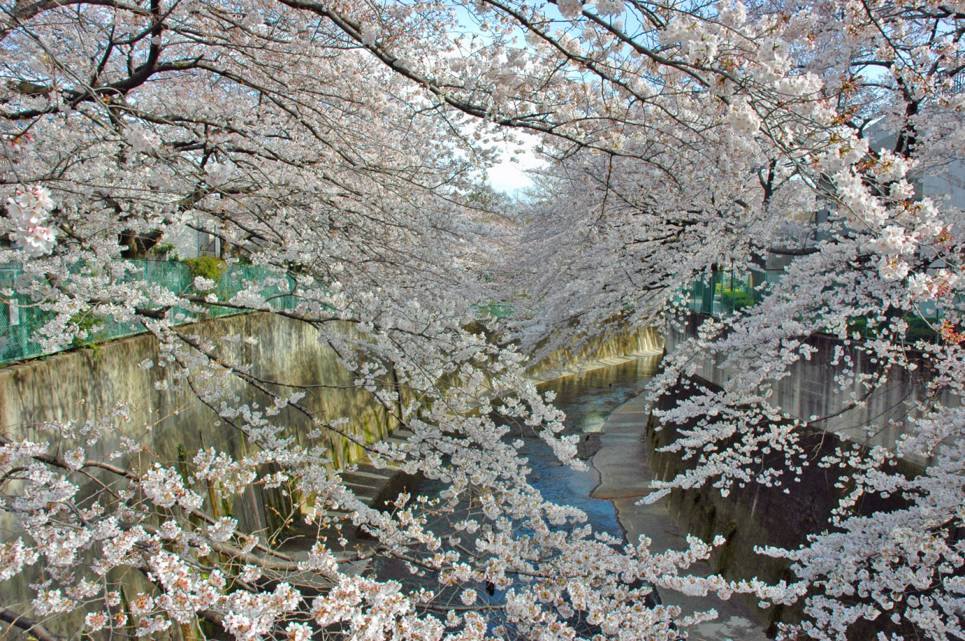 石神井川の桜並木2
