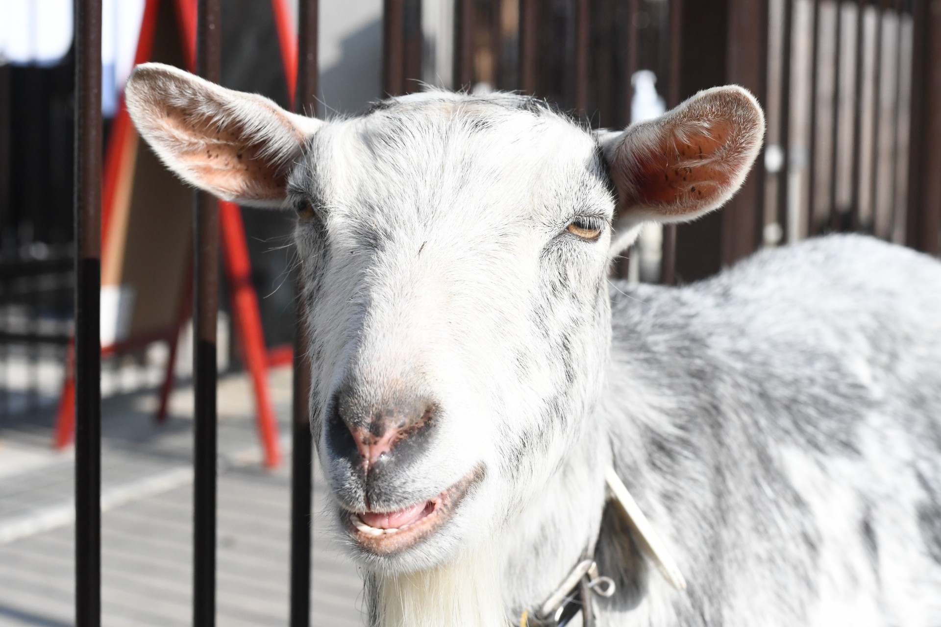 子ども動物園ヤギ2