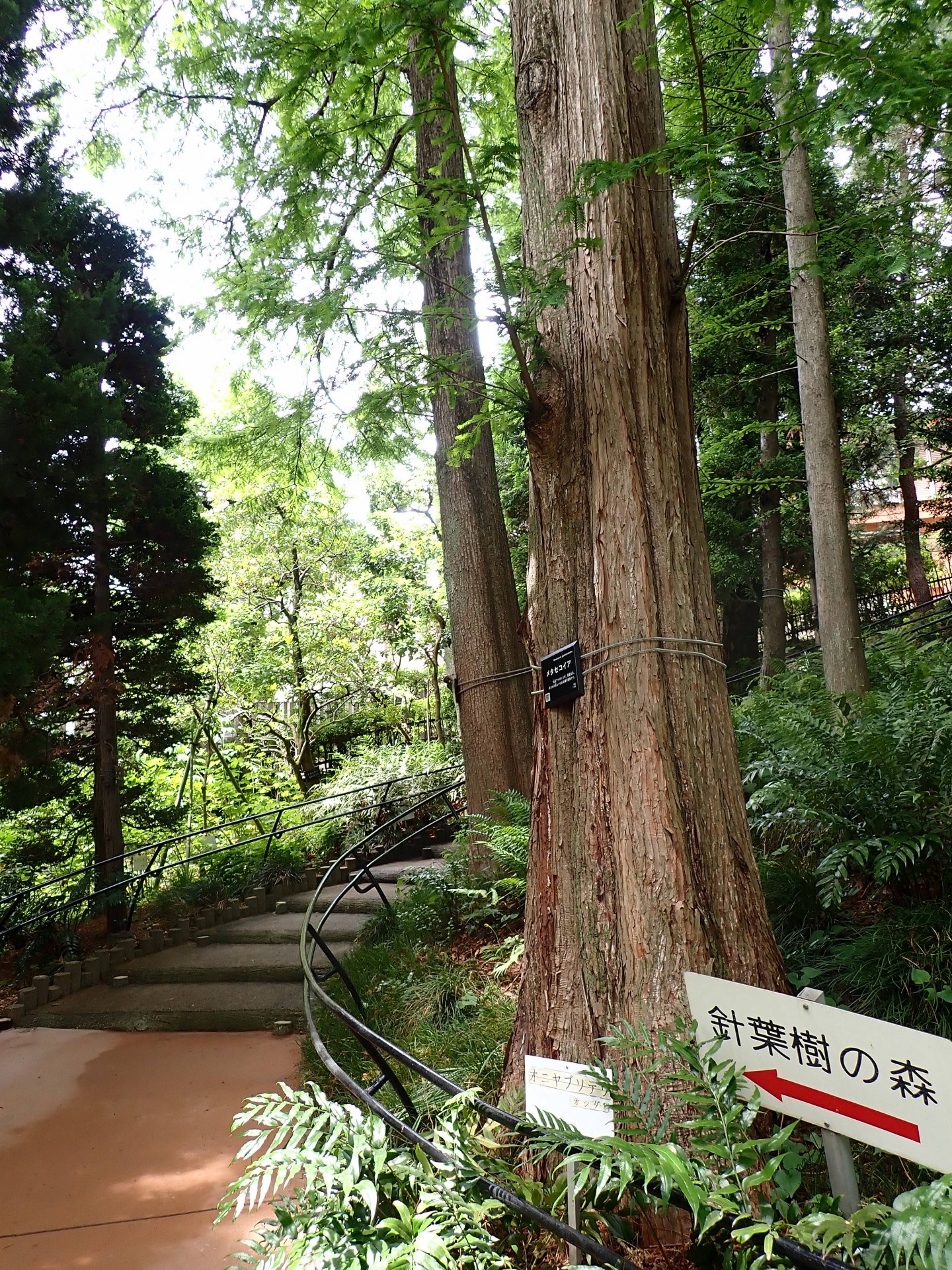 赤塚植物園針葉樹の森