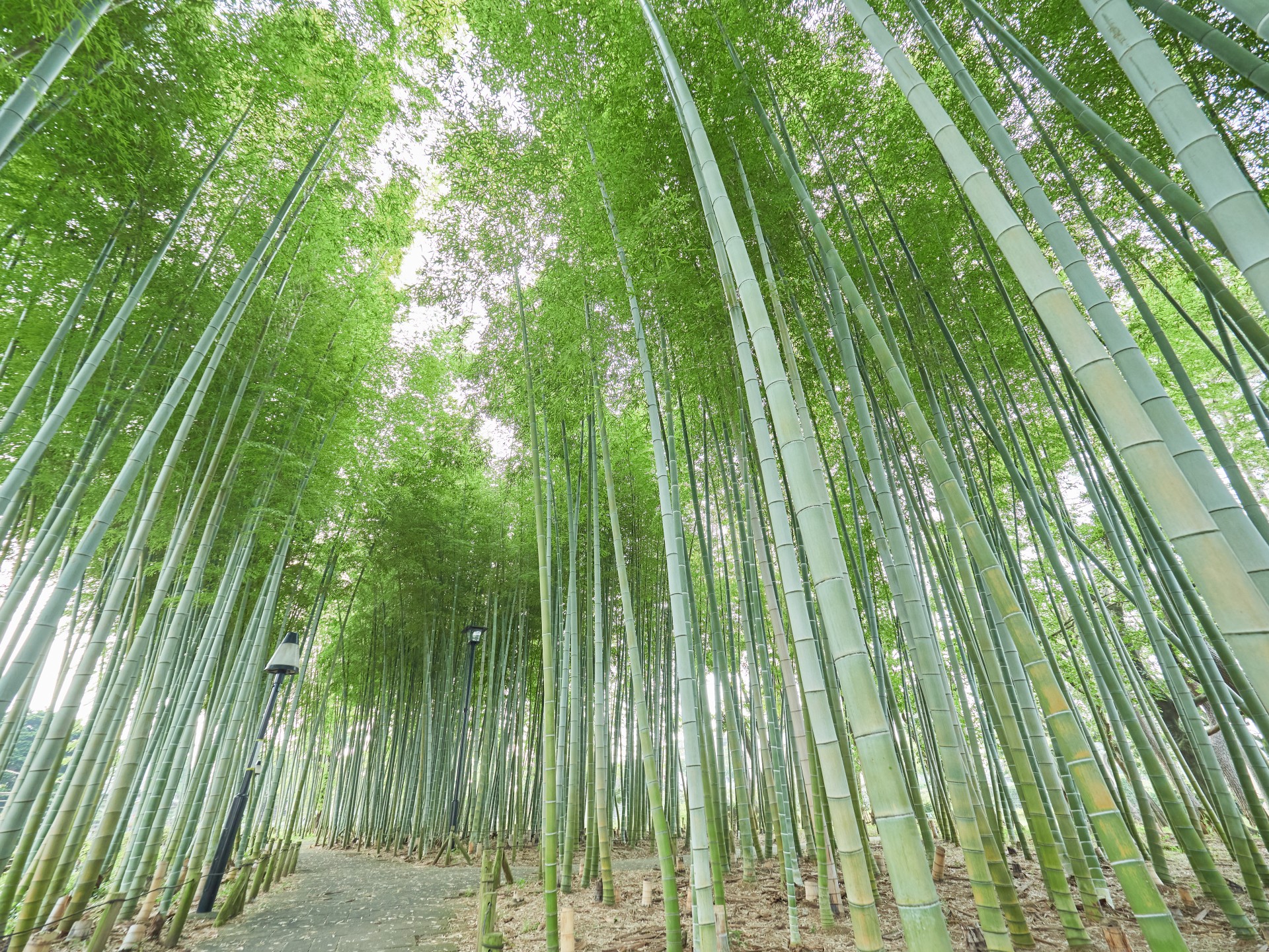 竹の子公園5