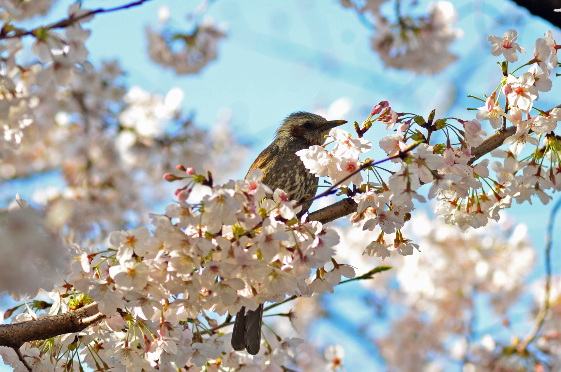 石神井川の桜並木6