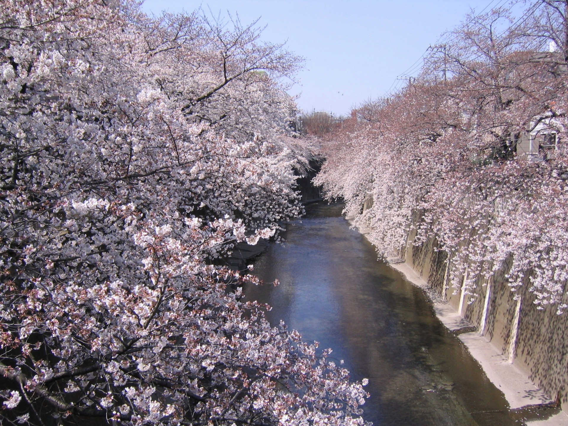 石神井川の桜並木3