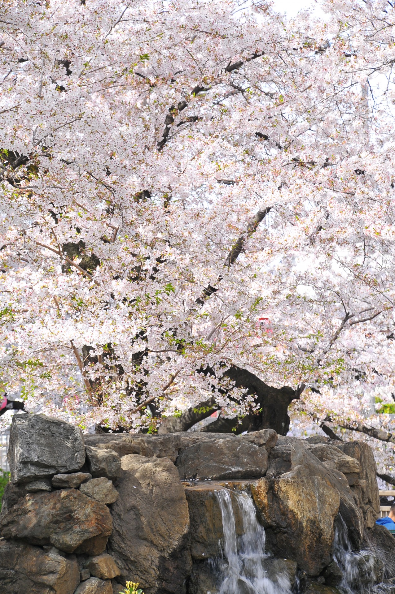 釣り堀公園の桜