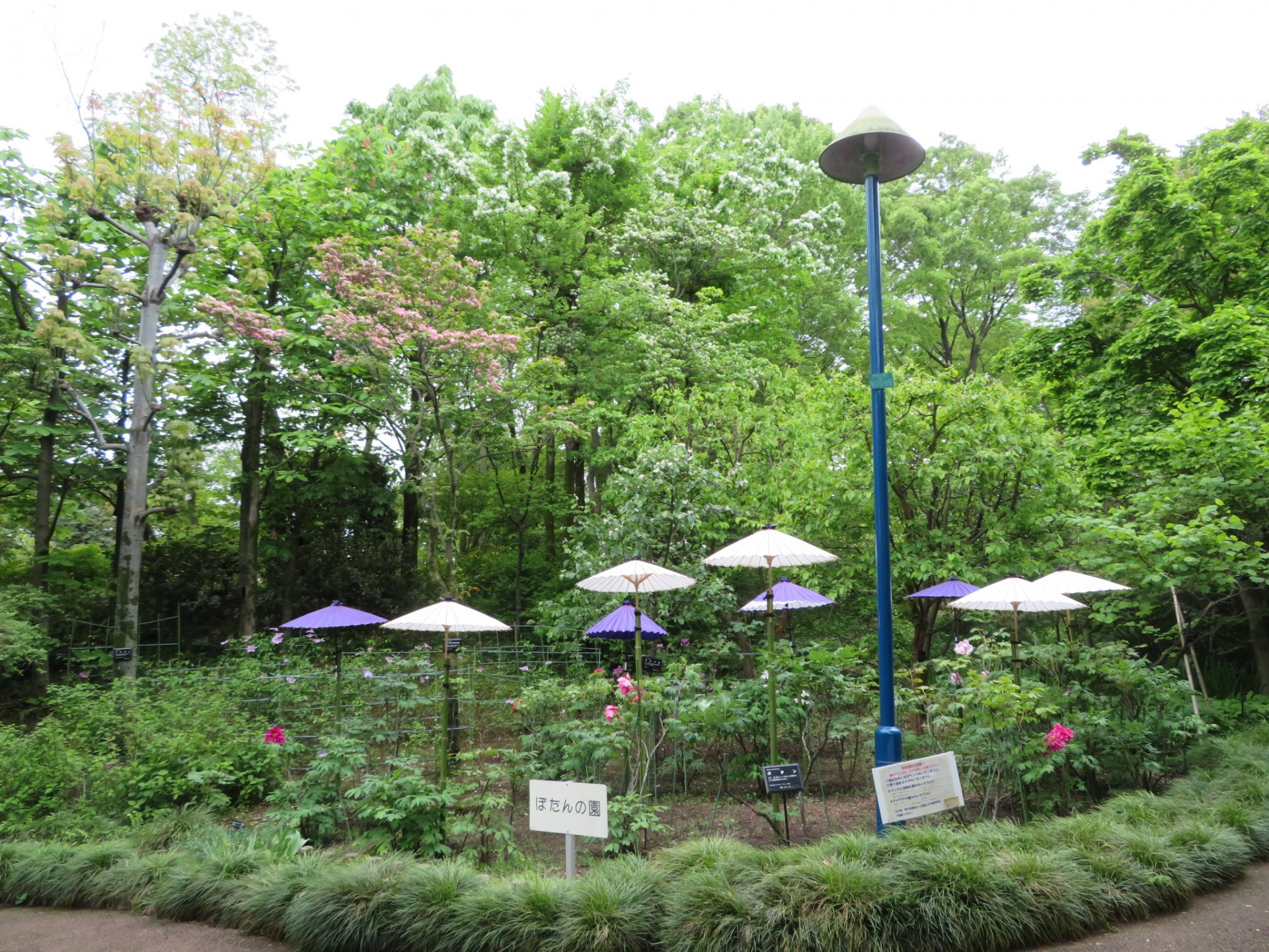 赤塚植物園ボタン園