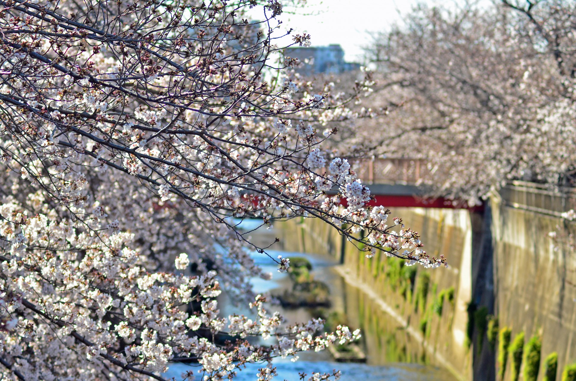 石神井川の桜並木5