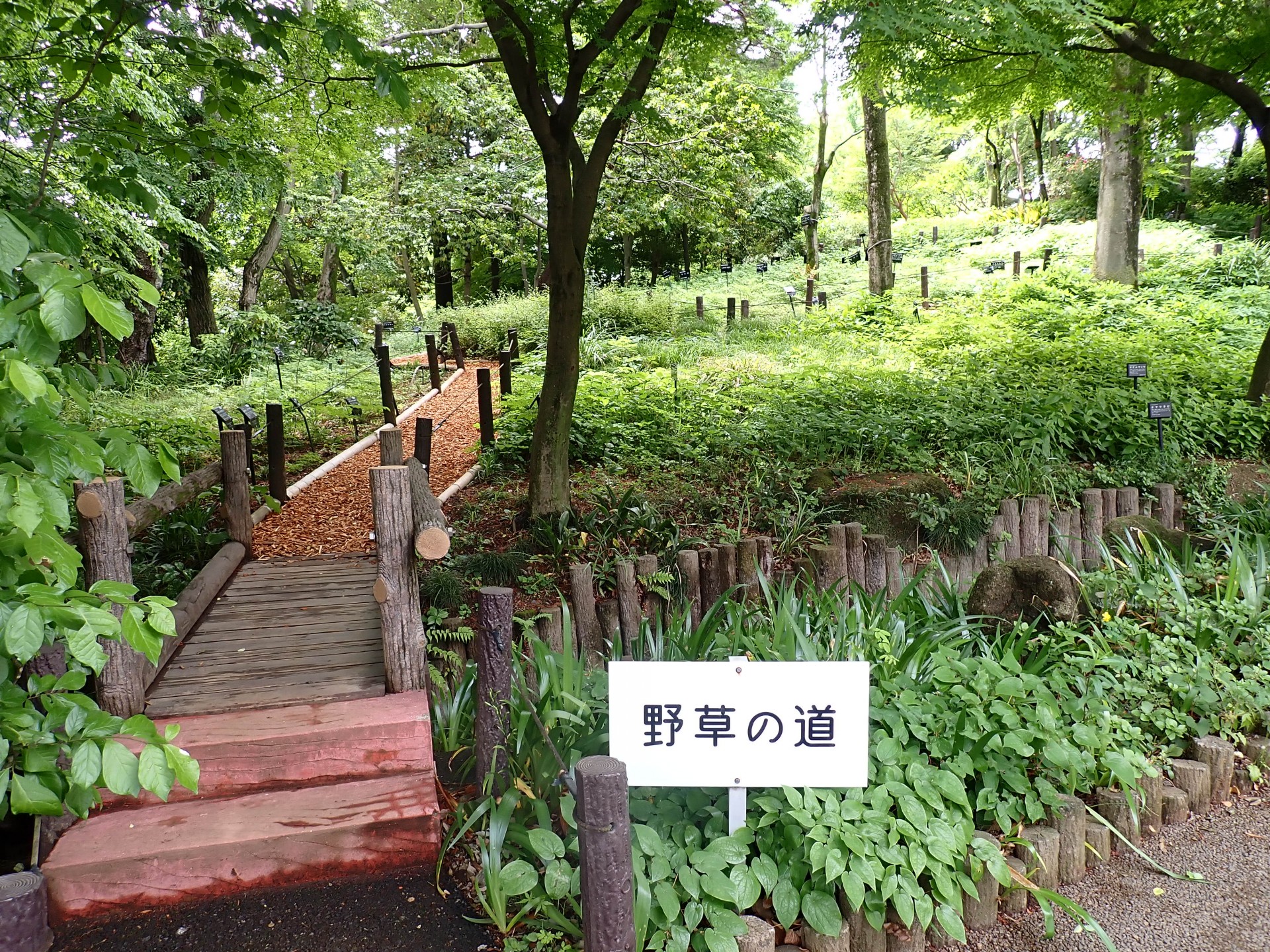 赤塚植物園野草の道