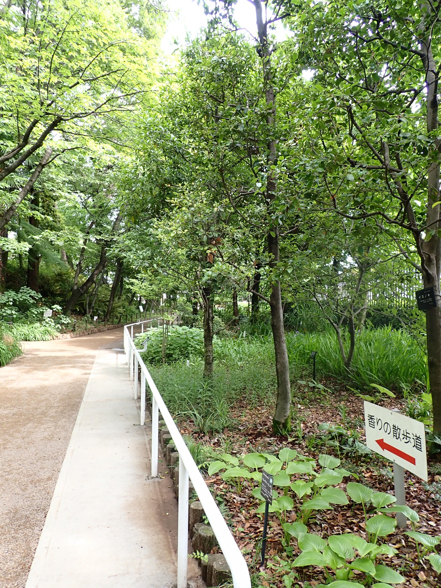 赤塚植物園香りの道