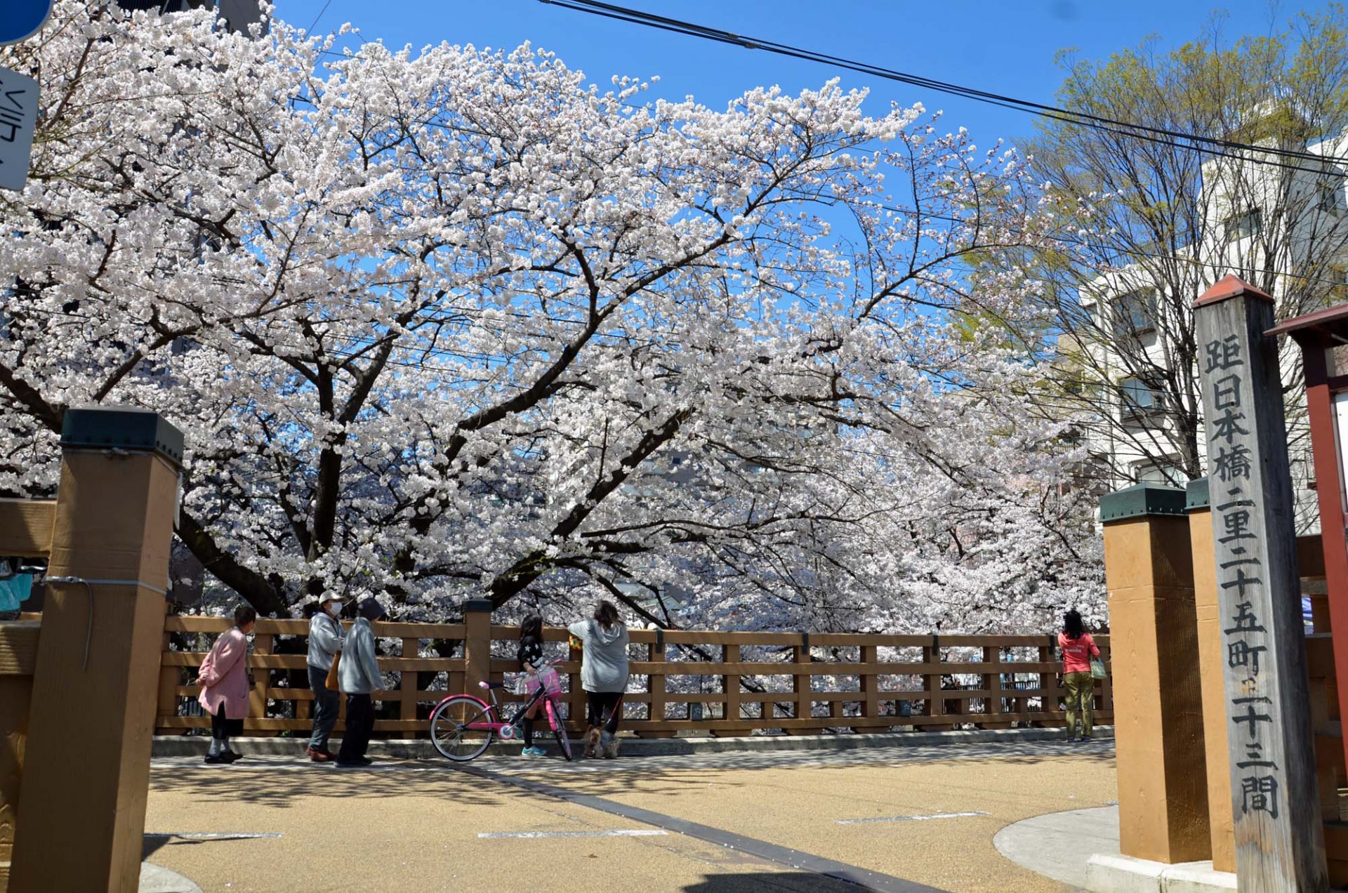 石神井川の桜並木4