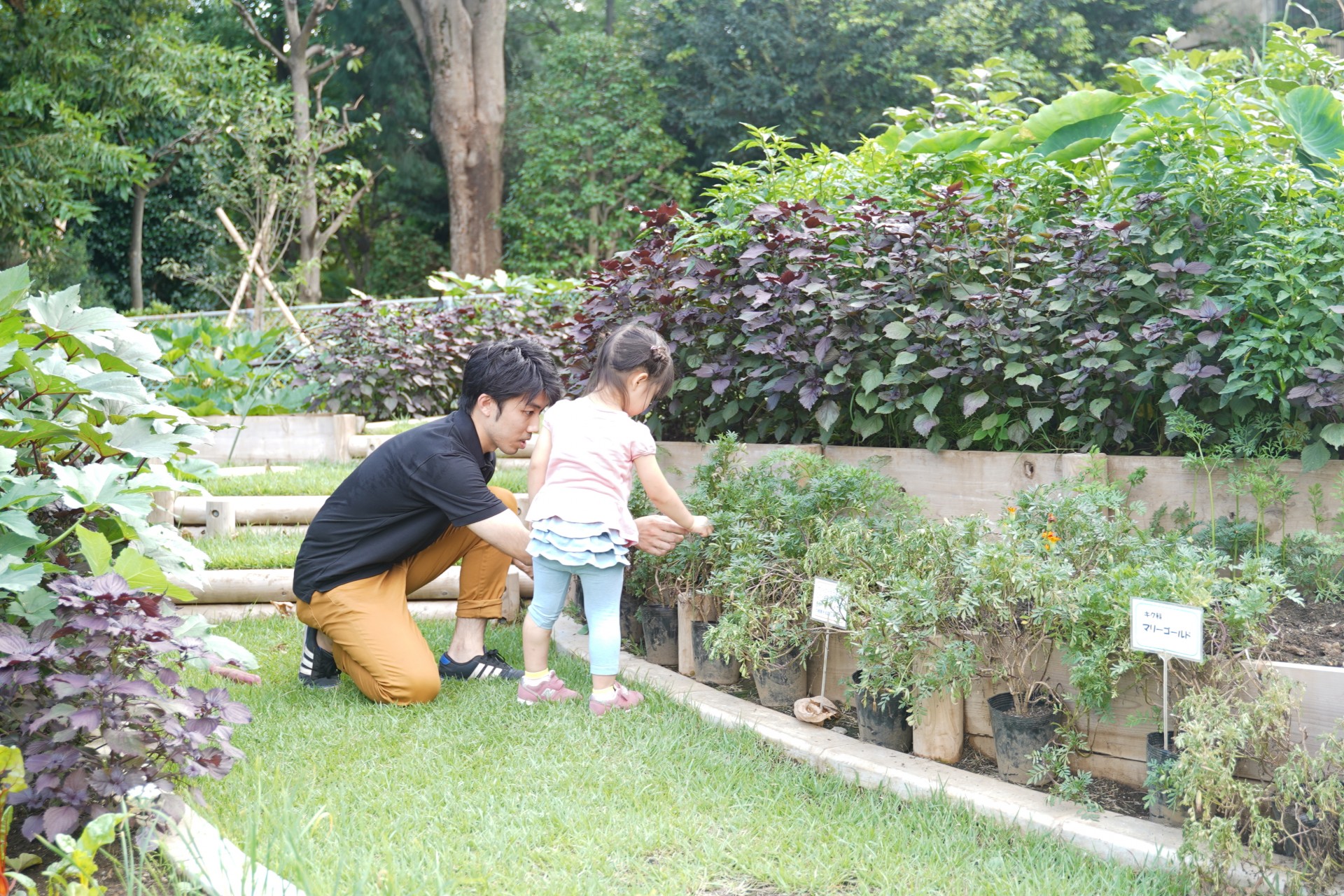 赤塚植物園農業園1