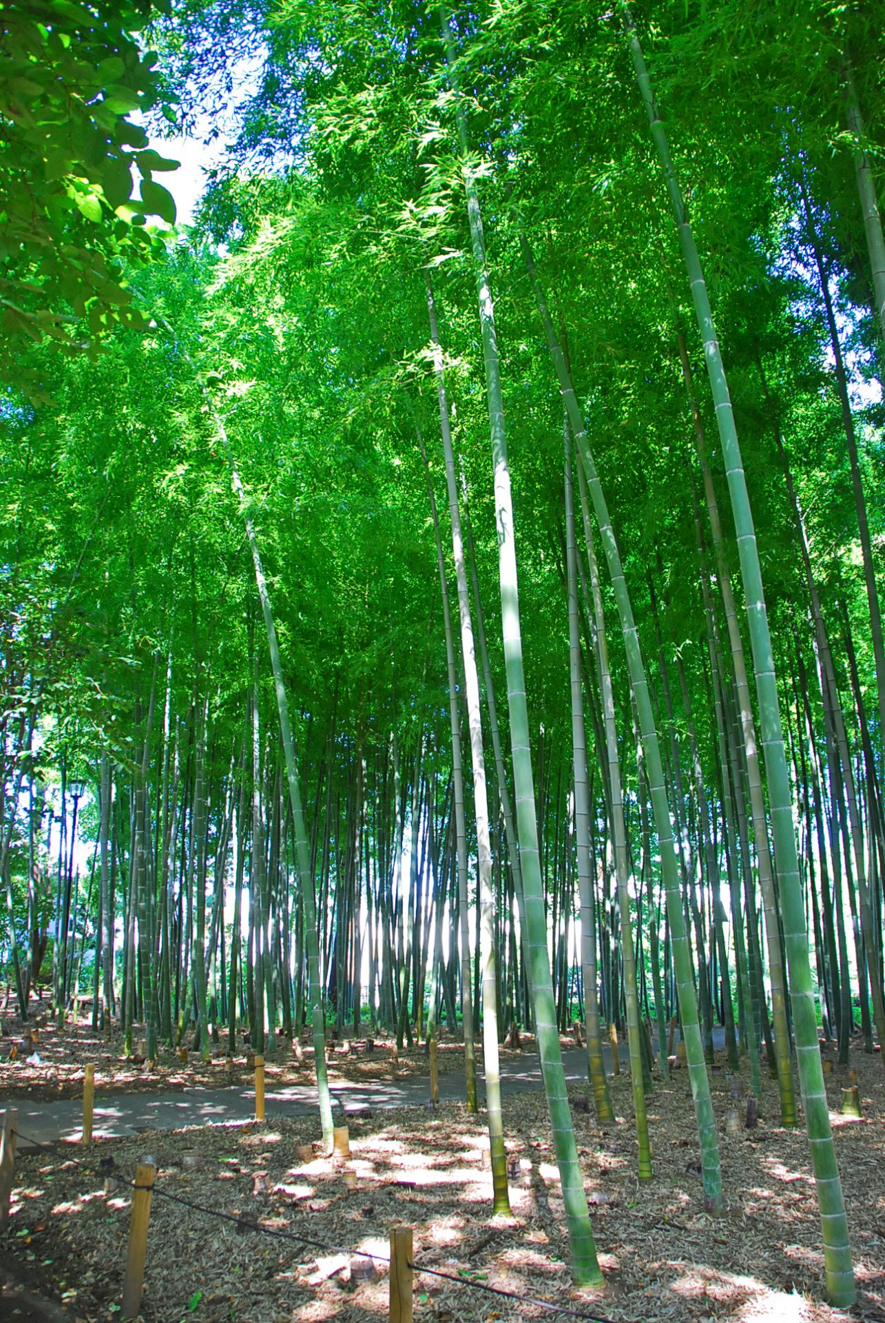 竹の子公園2