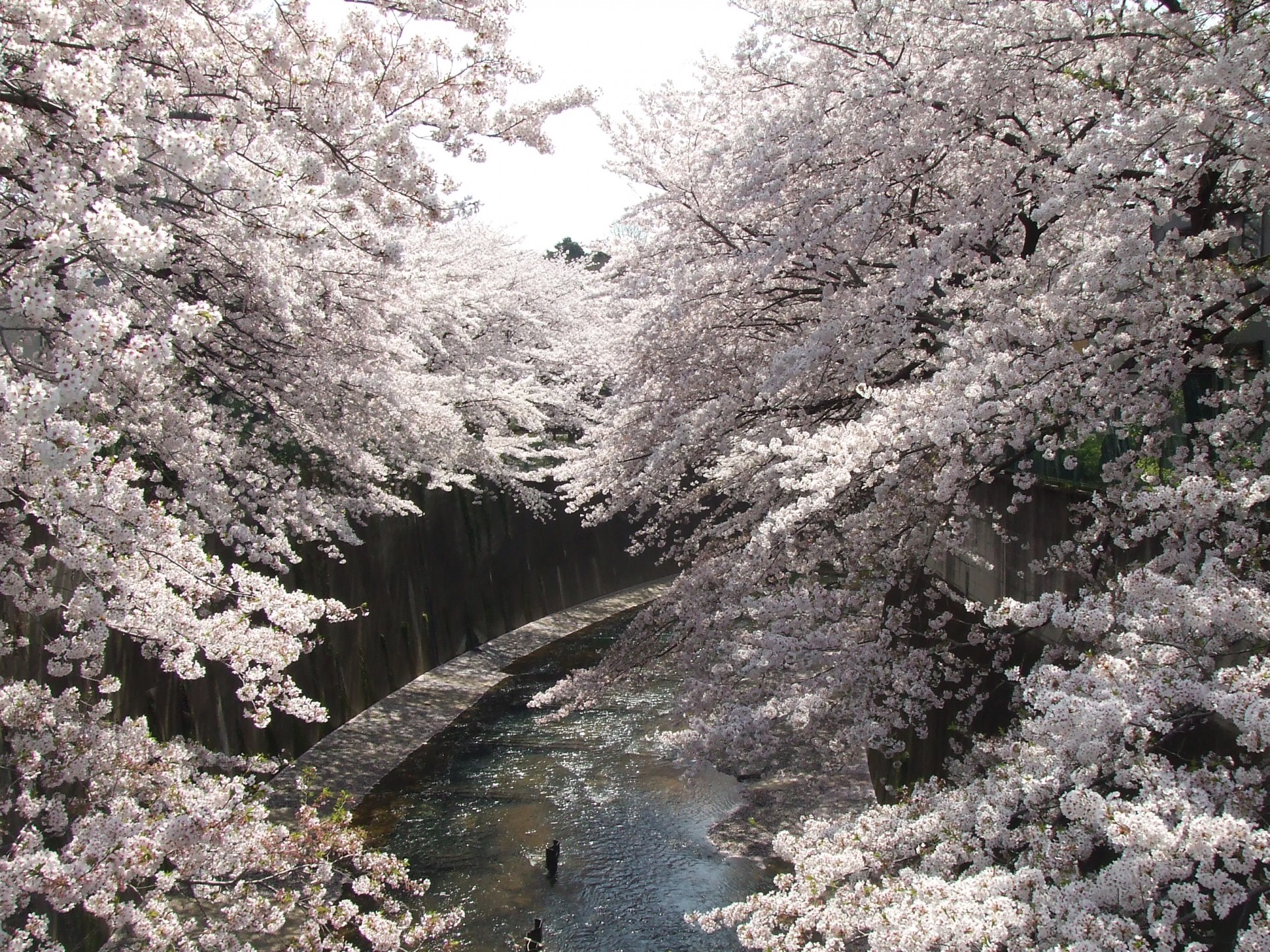 石神井川の桜並木8