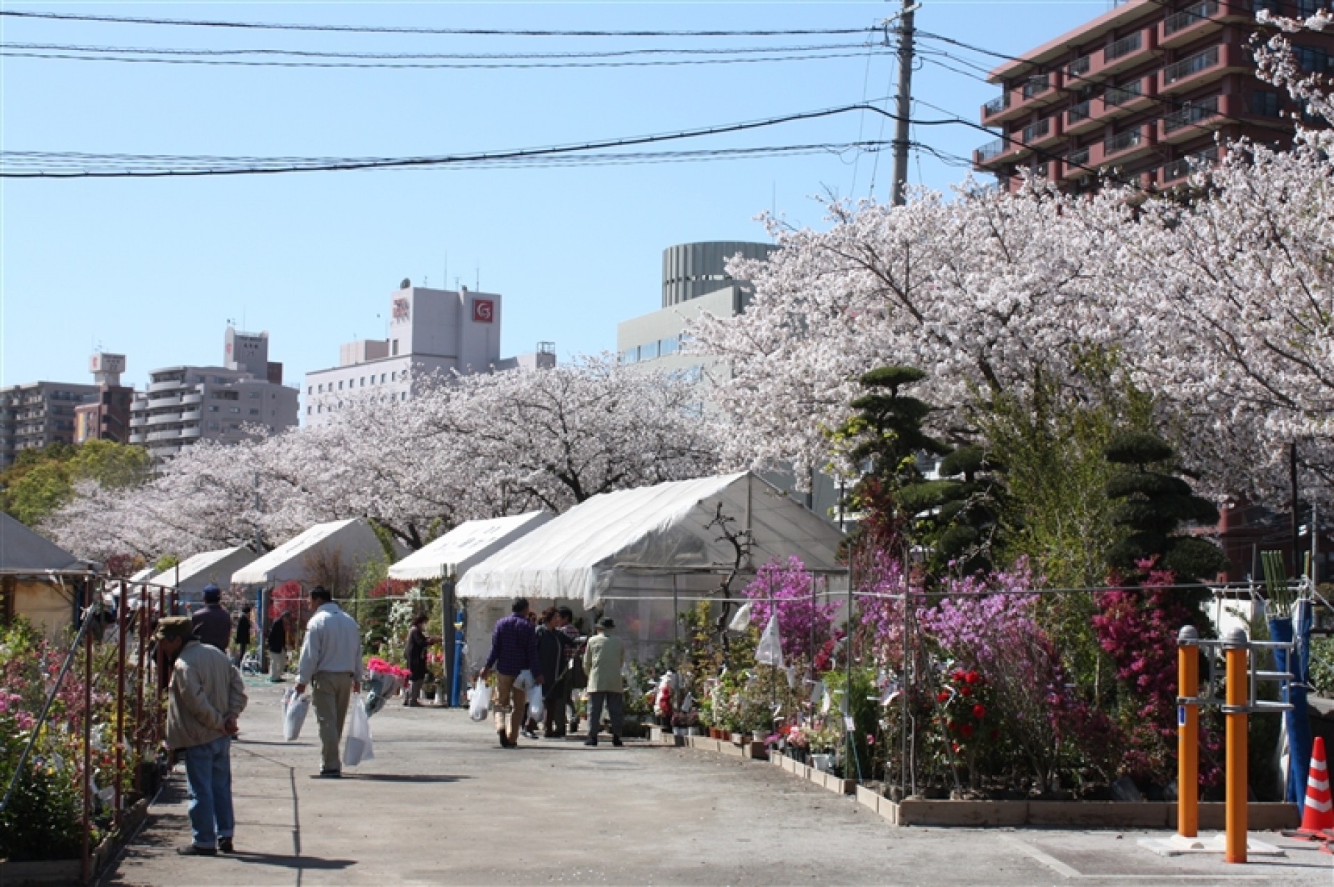 春の木市(はるのきいち)