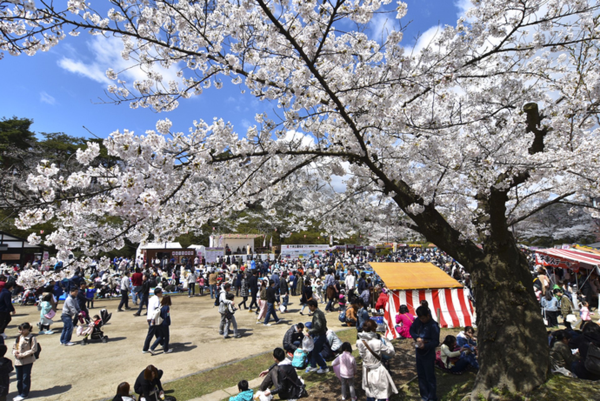 千秋公園　桜