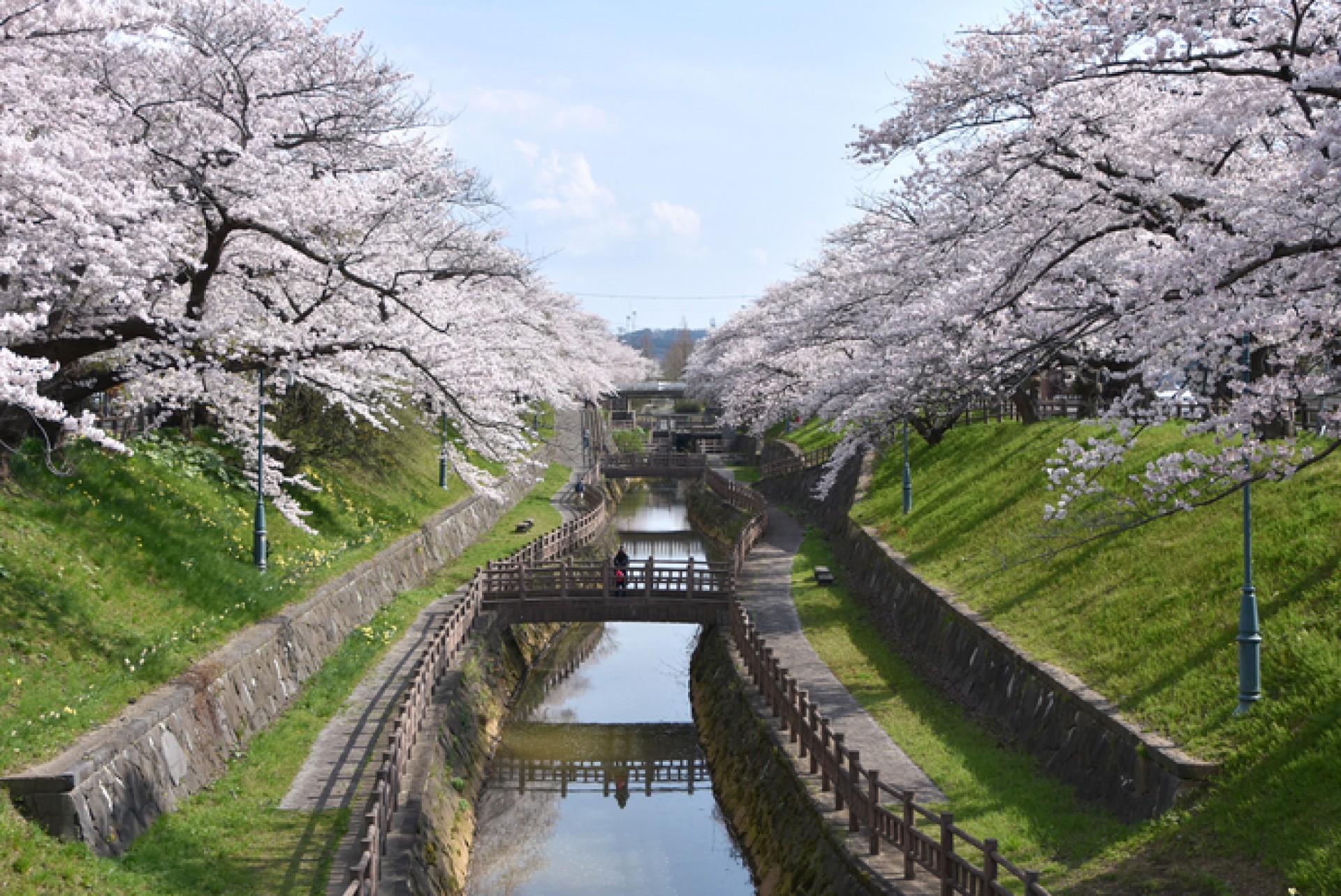 新屋大川端　桜