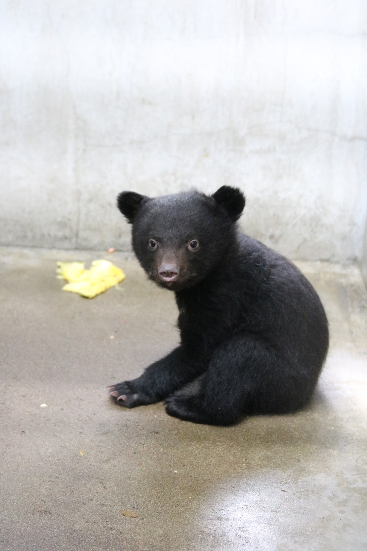 ツキノワグマの仔