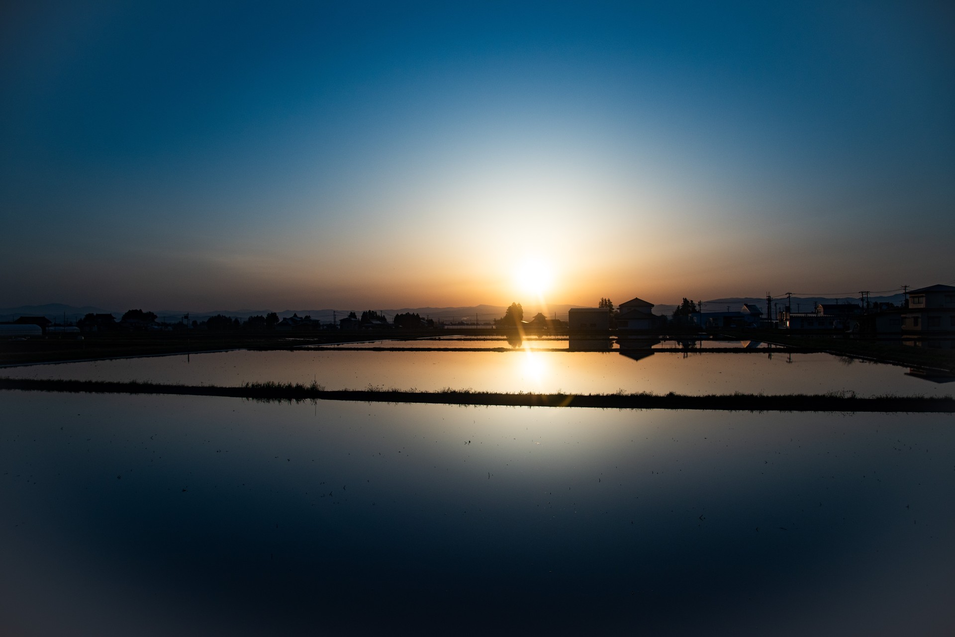 朝の水田