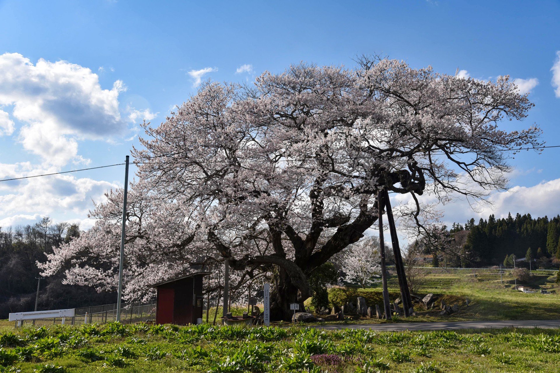 種蒔桜