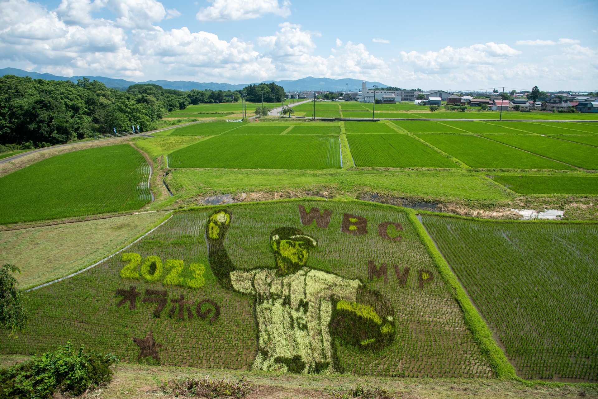 田んぼアート