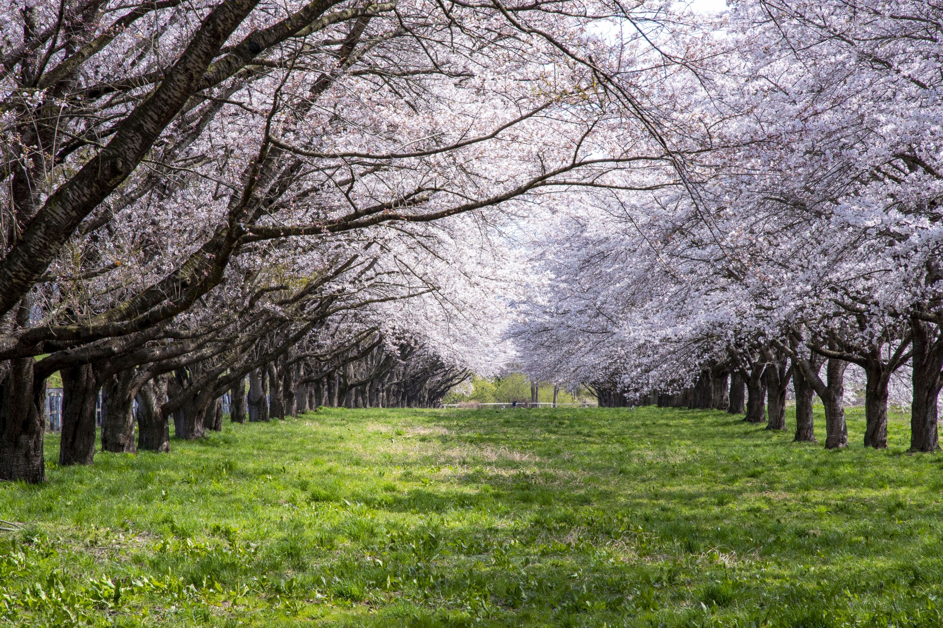 競馬場桜並木