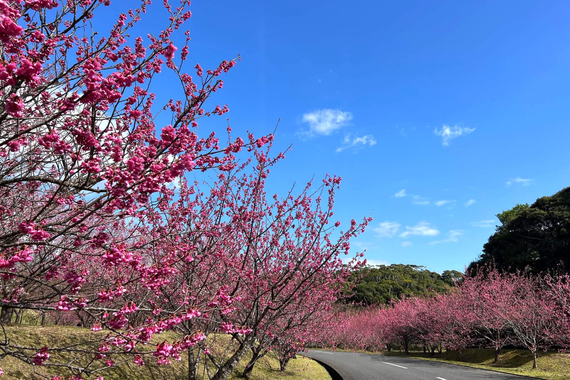 名瀬崎原の桜並木（ヒカンザクラ）