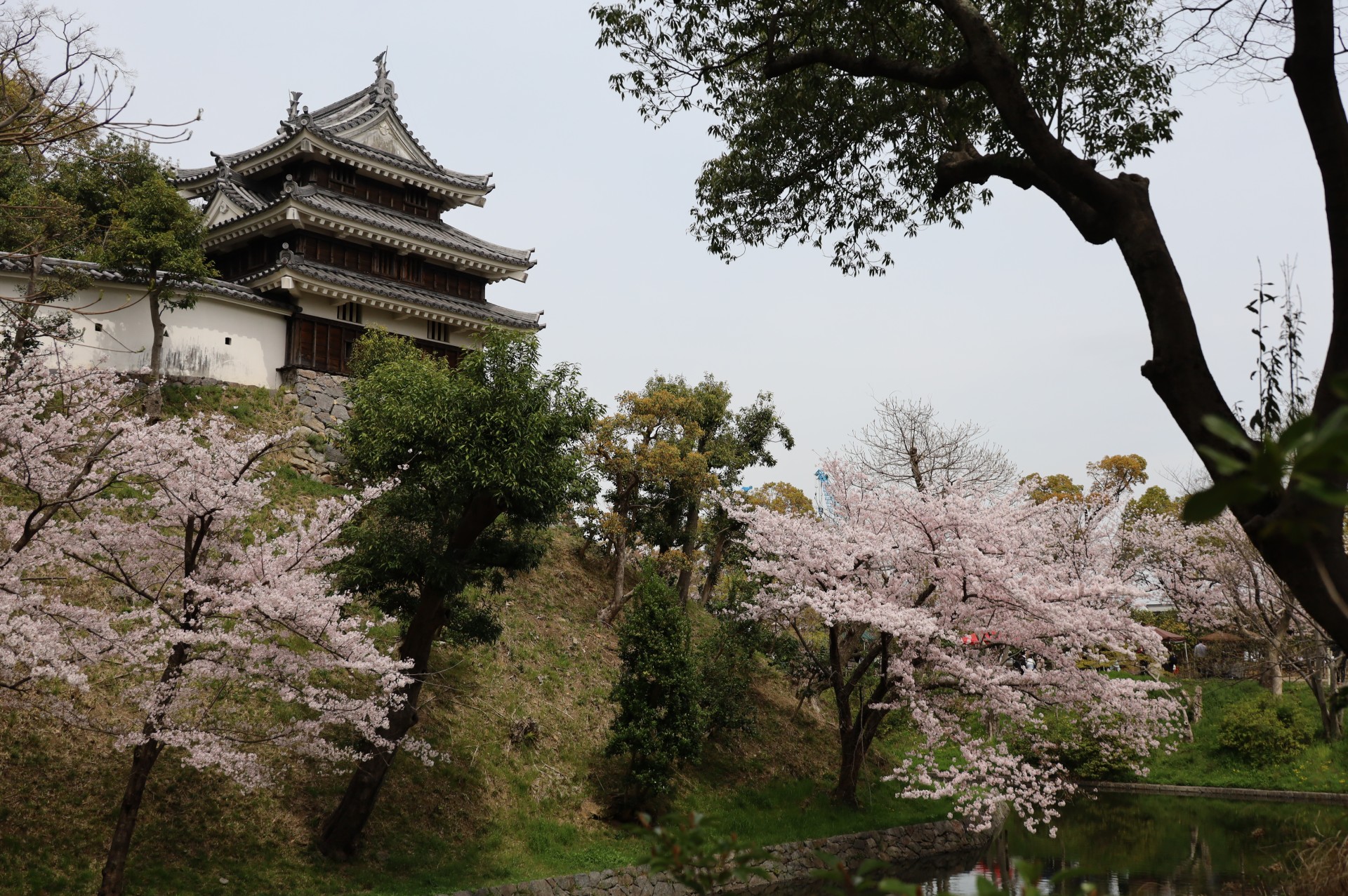 歴史公園＿春＿桜  (1)