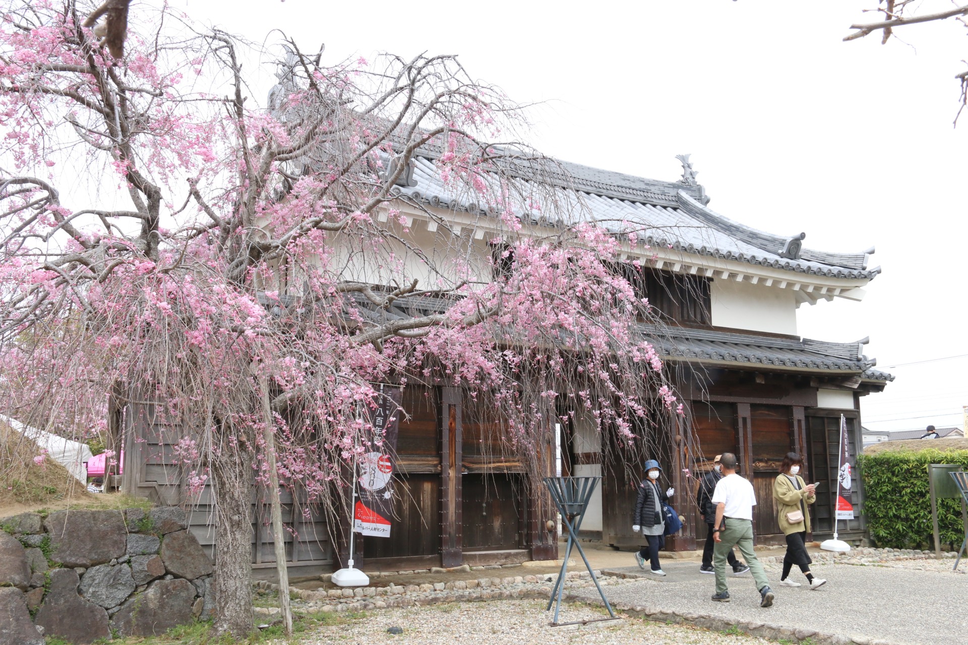 歴史公園＿春＿桜  (6)