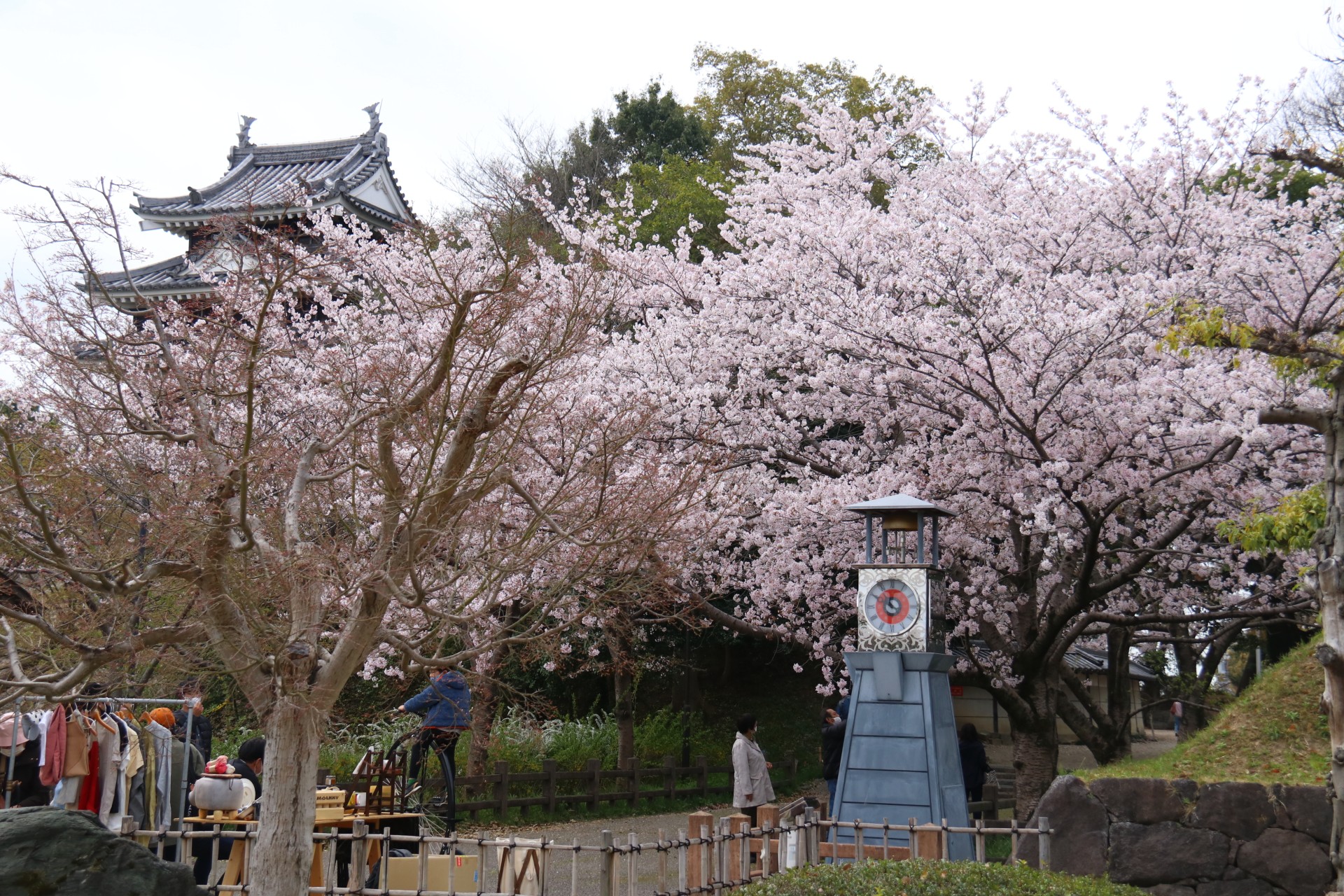 歴史公園＿春＿桜  (7)