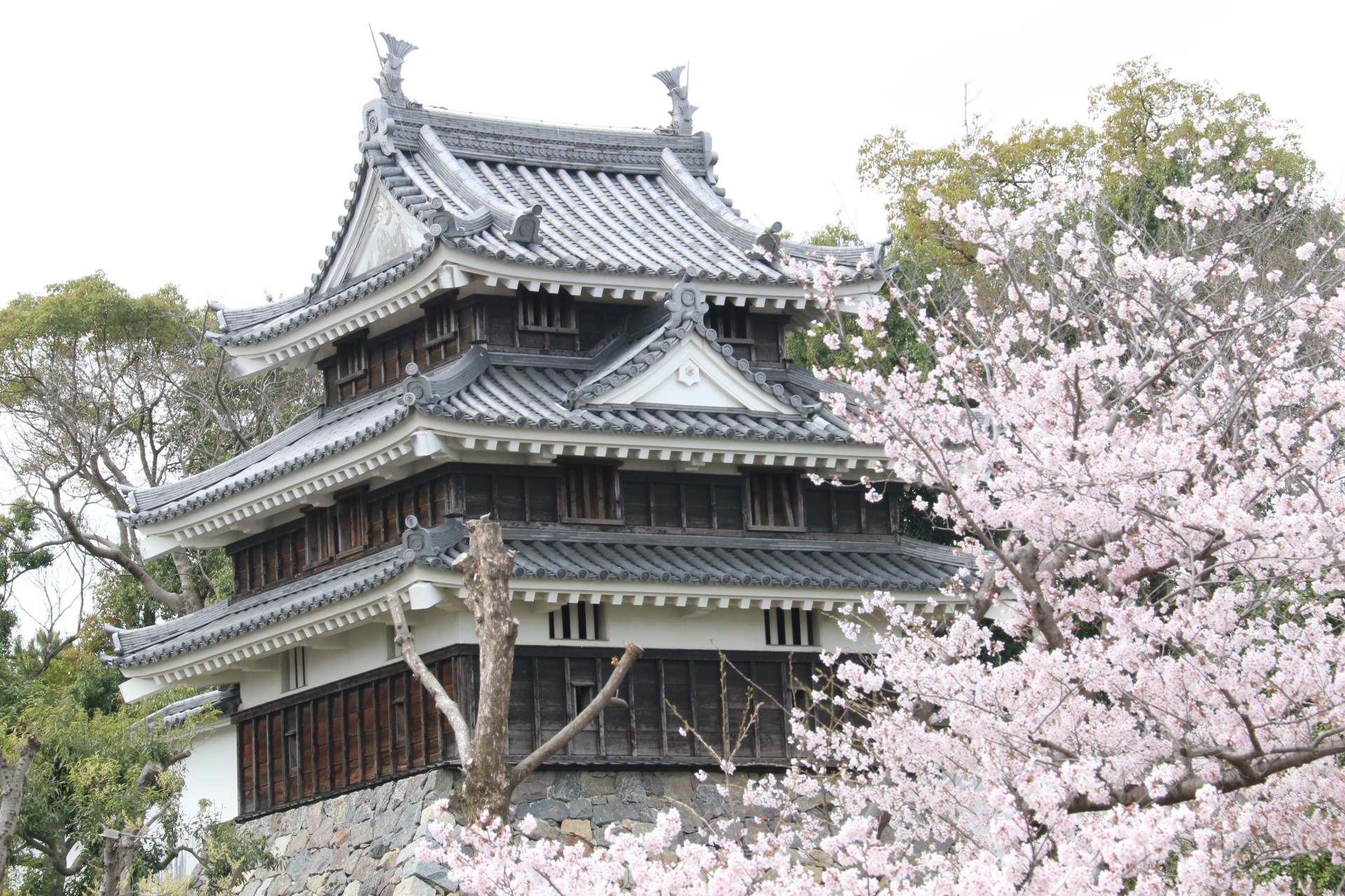 歴史公園＿春＿桜  (4)